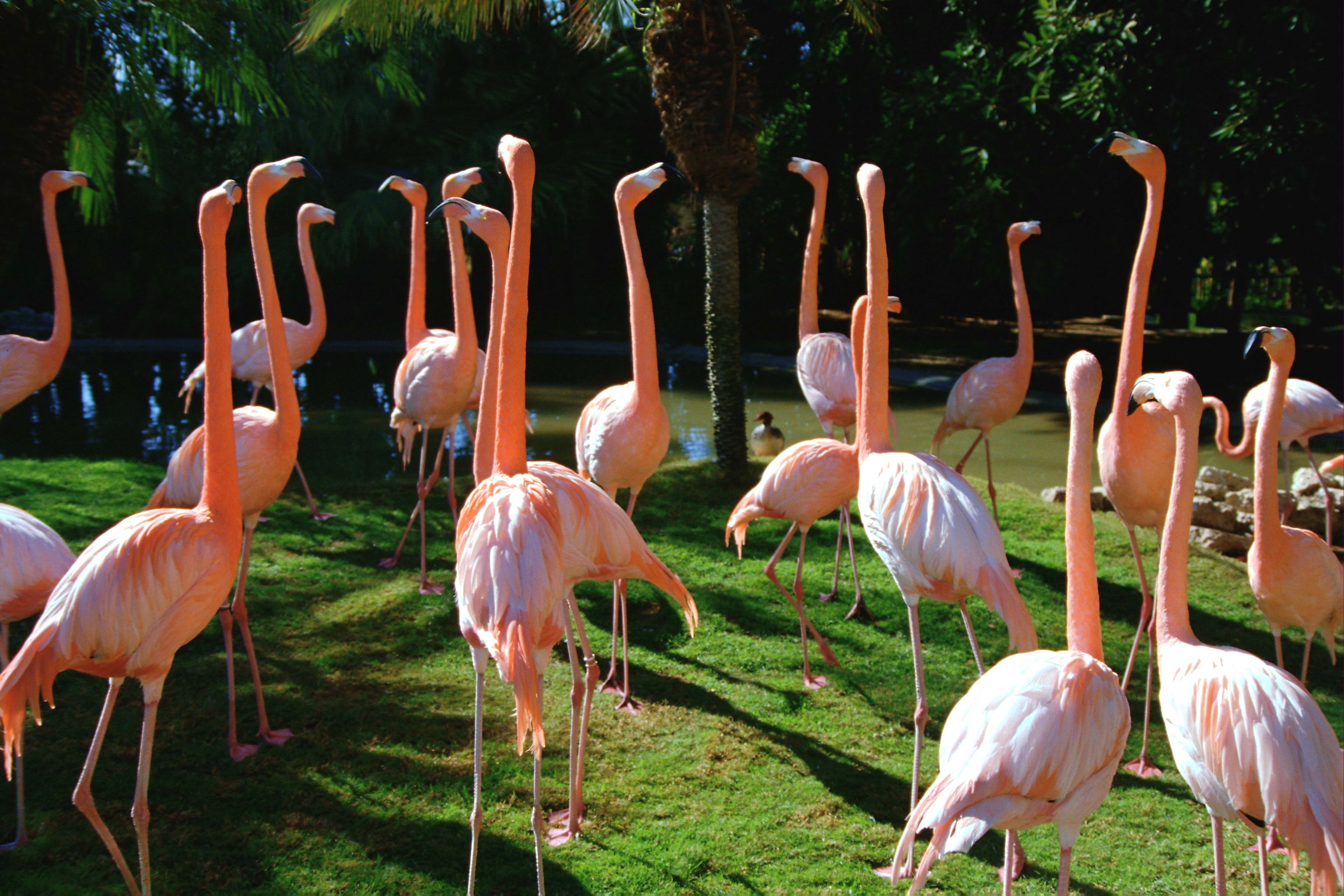 276332 Bildschirmschoner und Hintergrundbilder Flamingo auf Ihrem Telefon. Laden Sie  Bilder kostenlos herunter
