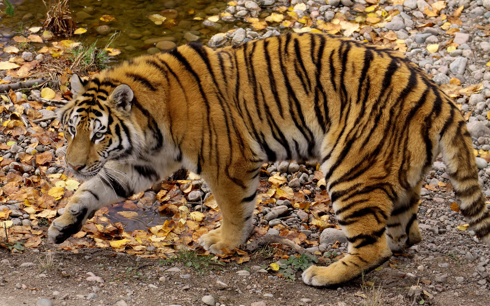 Полосы тигра фото
