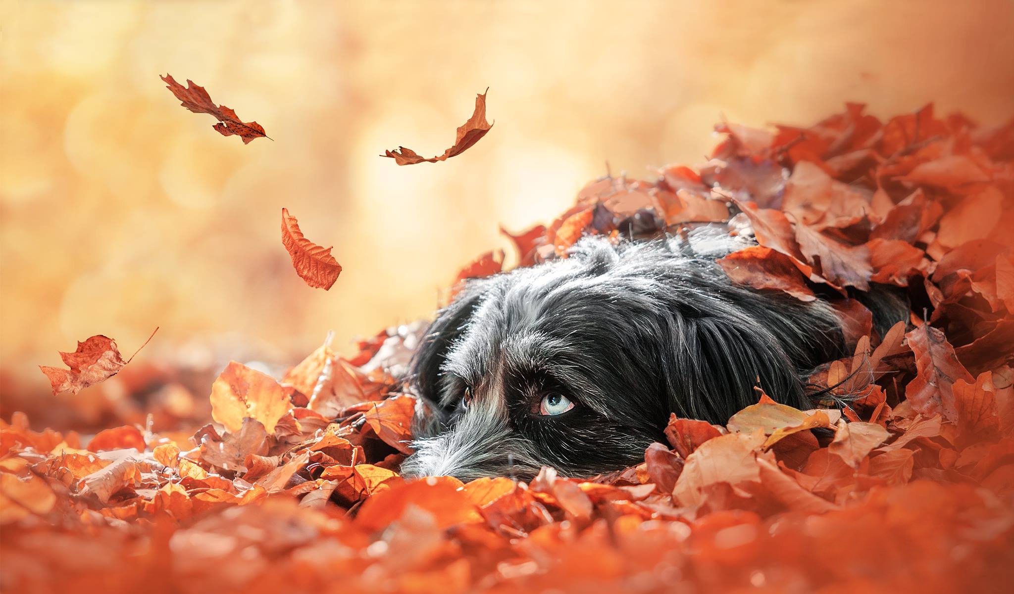 Download mobile wallpaper Dogs, Dog, Leaf, Fall, Animal for free.