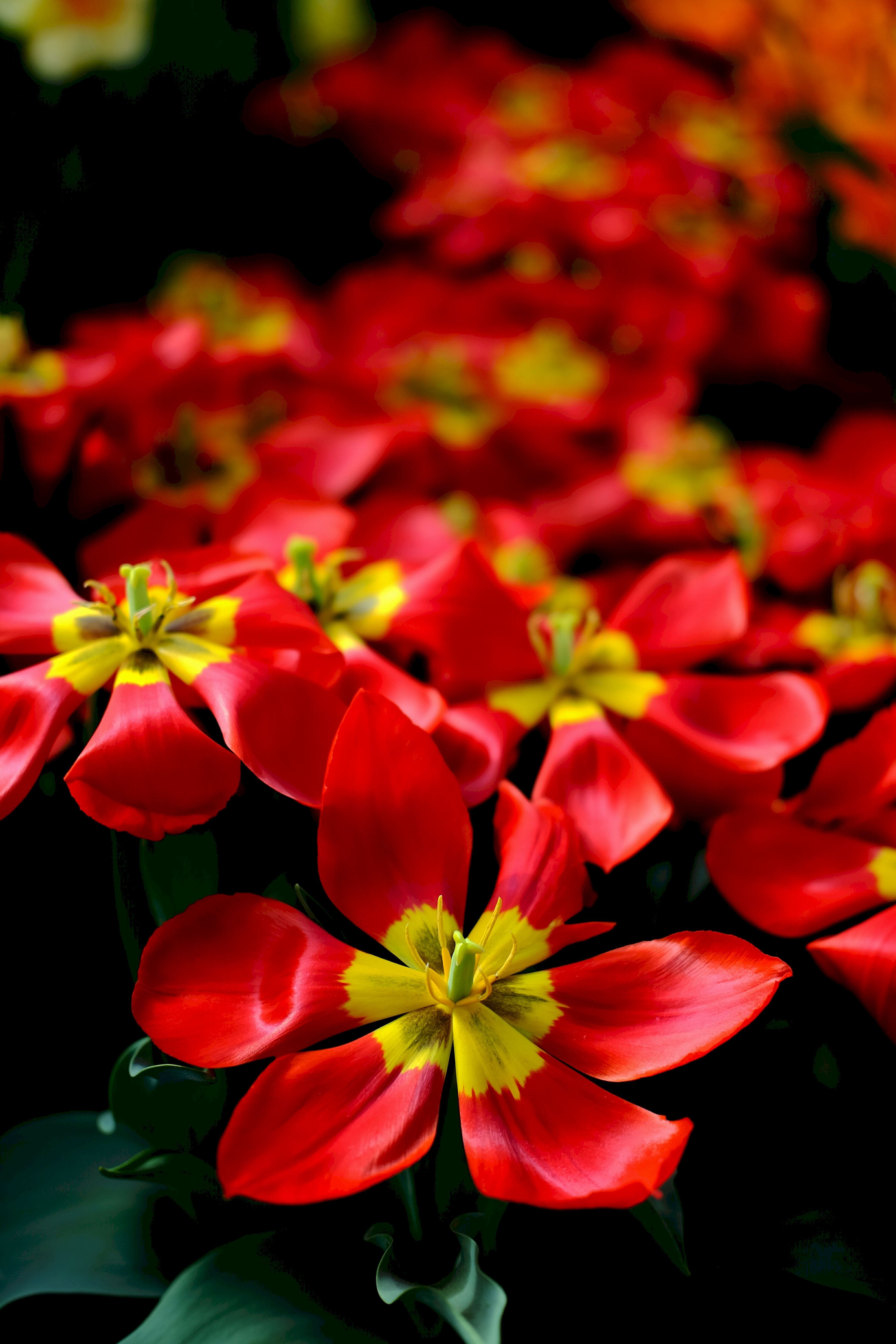 147044 baixar imagens flores, tulipas, vermelho, flor, pétalas - papéis de parede e protetores de tela gratuitamente