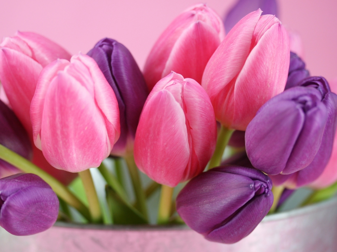 40708 Bildschirmschoner und Hintergrundbilder Tulpen auf Ihrem Telefon. Laden Sie  Bilder kostenlos herunter