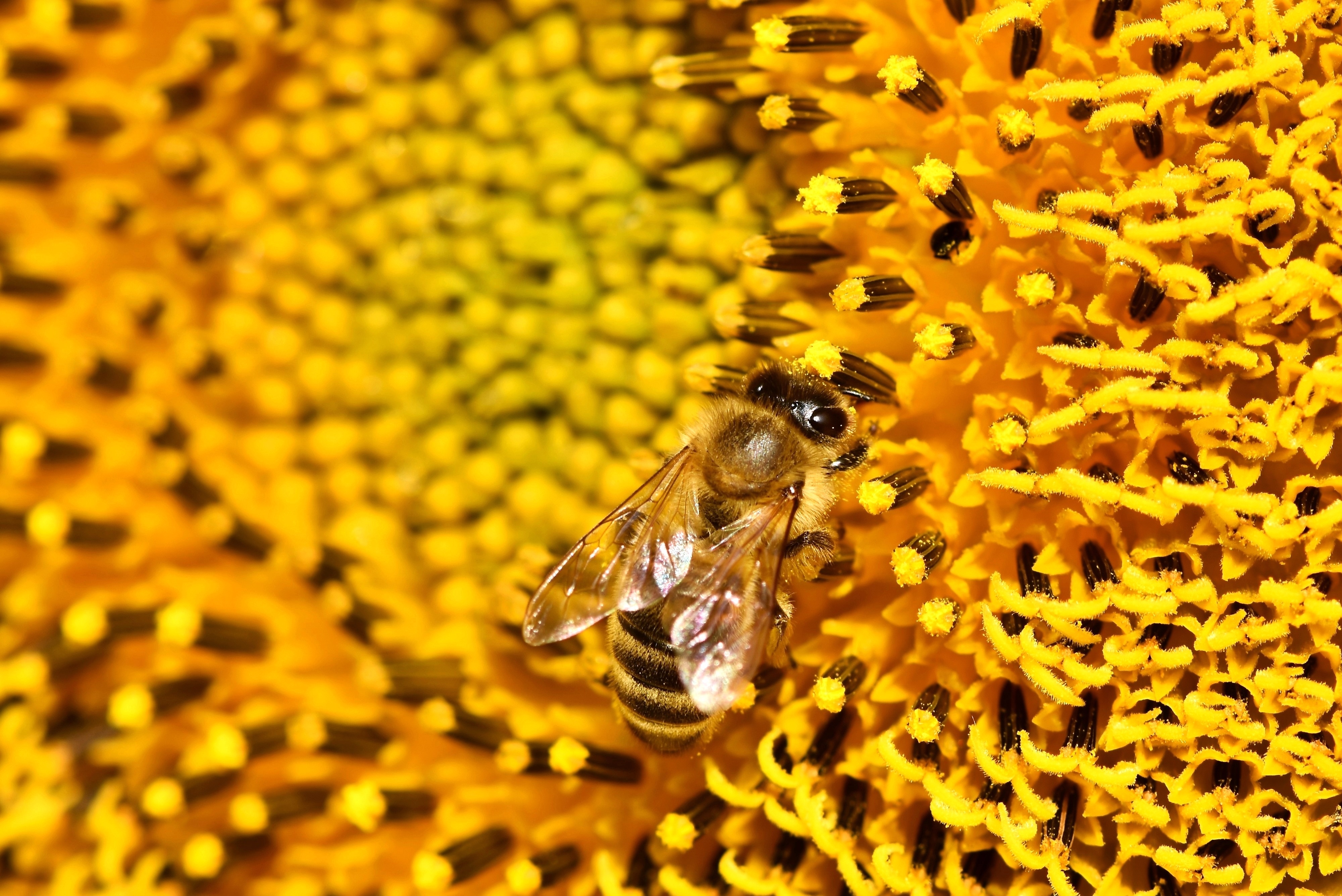 Laden Sie das Makro, Pollen, Biene, Sonnenblume, Blume-Bild kostenlos auf Ihren PC-Desktop herunter