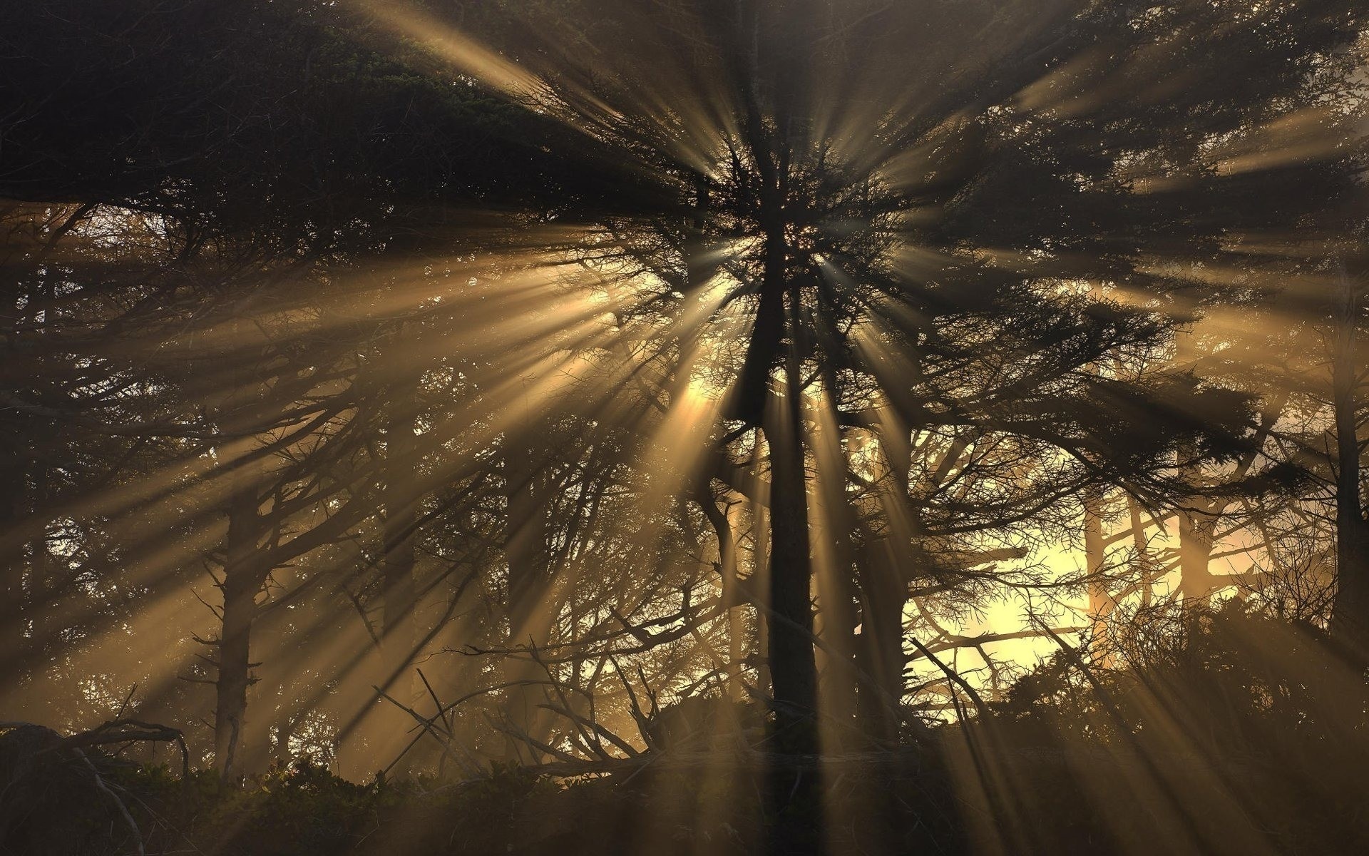 Солнце сквозь деревья арт