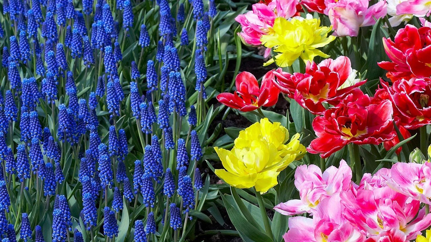 Определите несколько растений весенних цветников. Тюльпаны нарциссы мускари. Тюльпаны Лилия Ирис мускари посадка. Тюльпаны+крокусы+нарциссы+гиацинты. Луковичные растения тюльпаны.