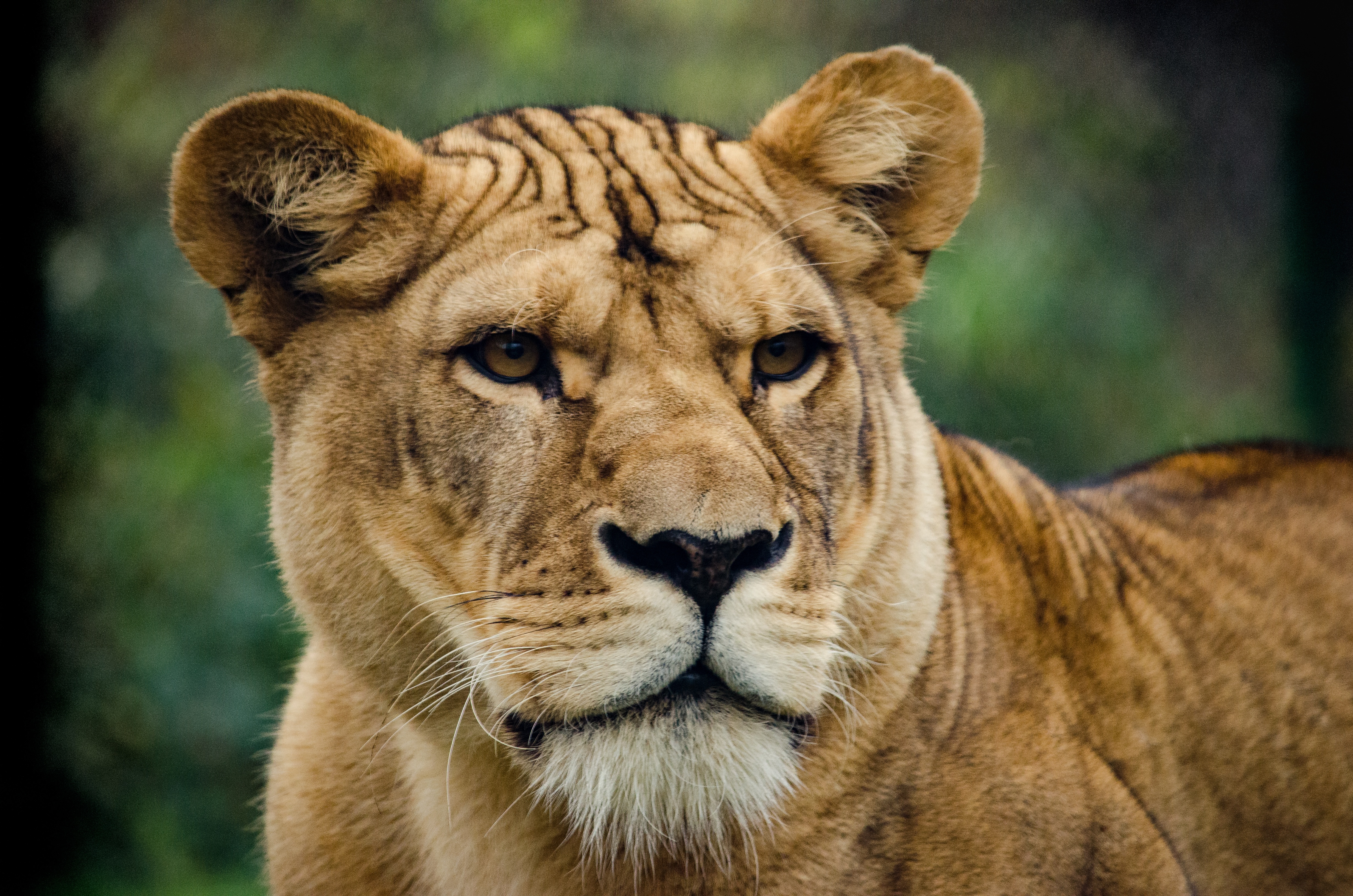 Laden Sie das Meinung, Ein Löwe, Sicht, Löwin, Tiere, Raubtier, Predator, Löwe-Bild kostenlos auf Ihren PC-Desktop herunter