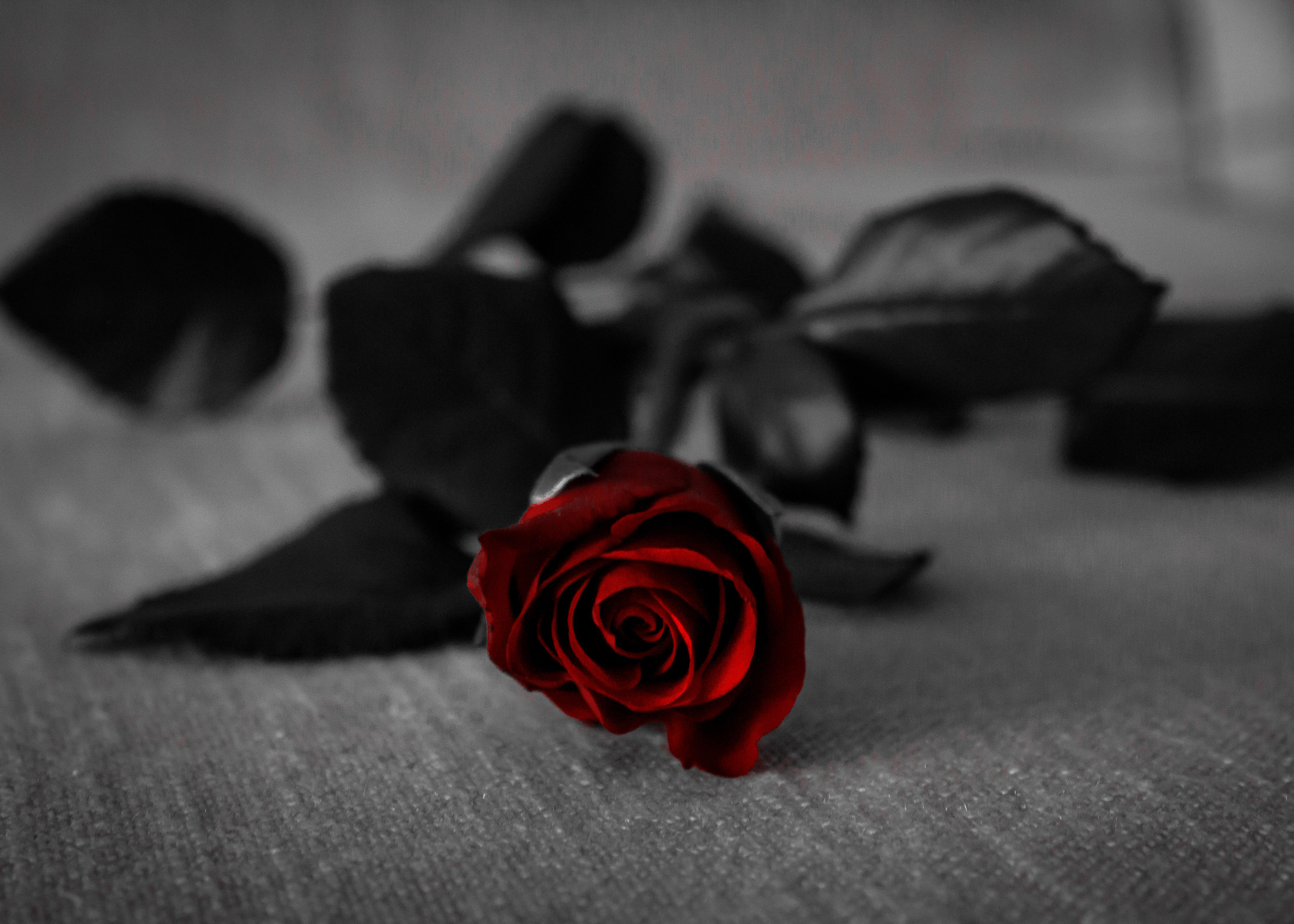 Черные Розы На Белом Снегу