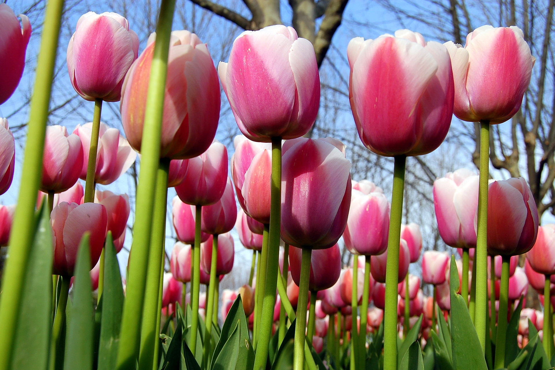 flowers, tulips, spring, trees, sky Free Stock Photo