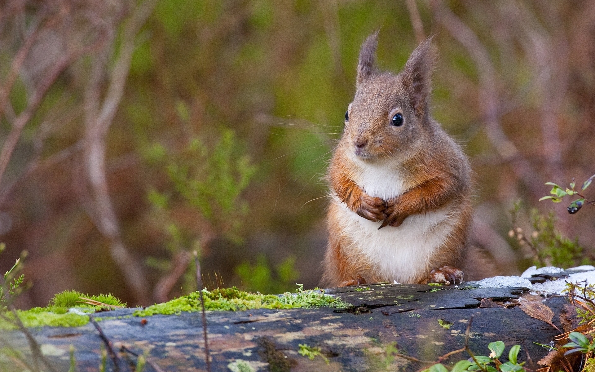 animal, squirrel HD for desktop 1080p