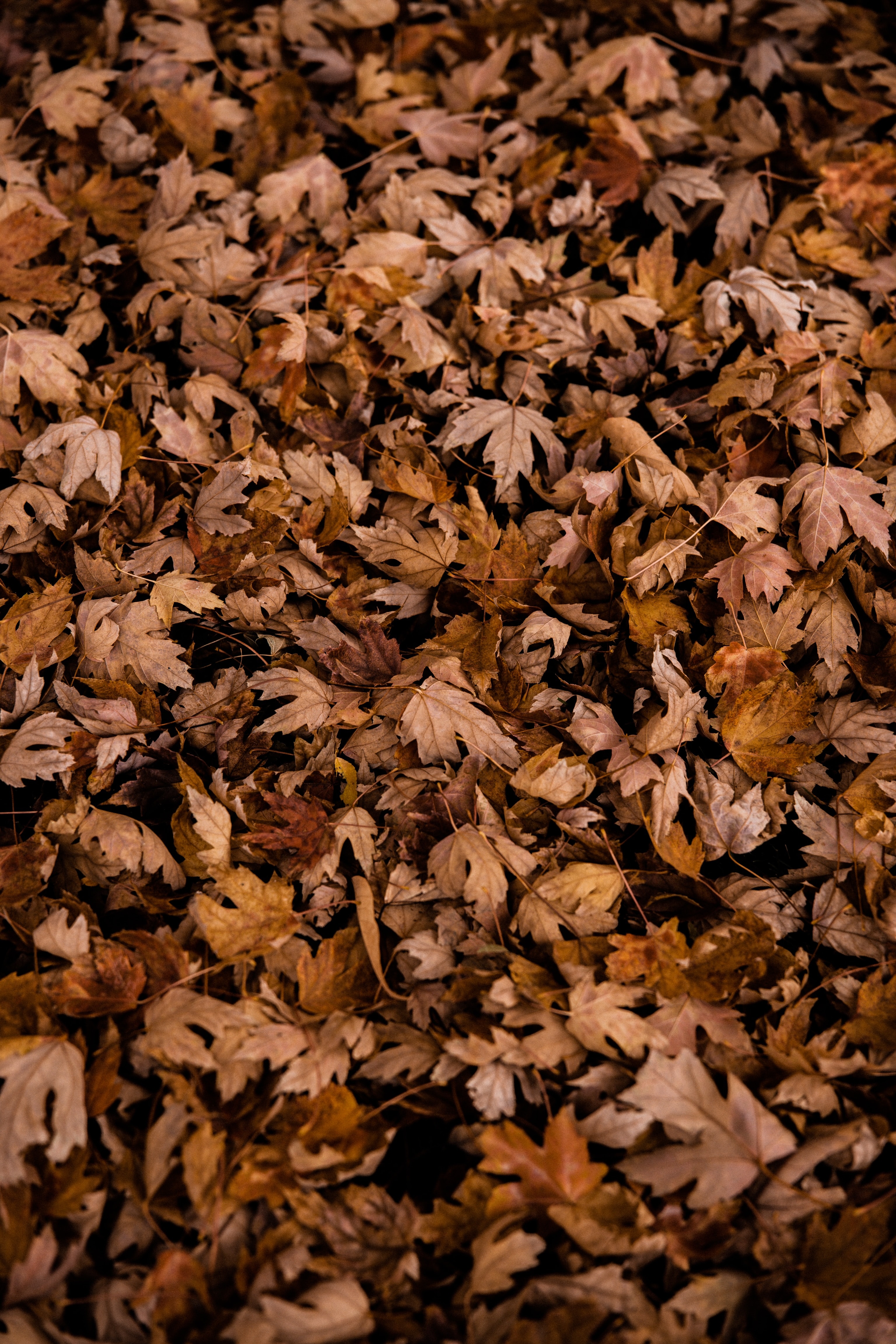 leaves, nature, autumn, dry, maple 4K Ultra