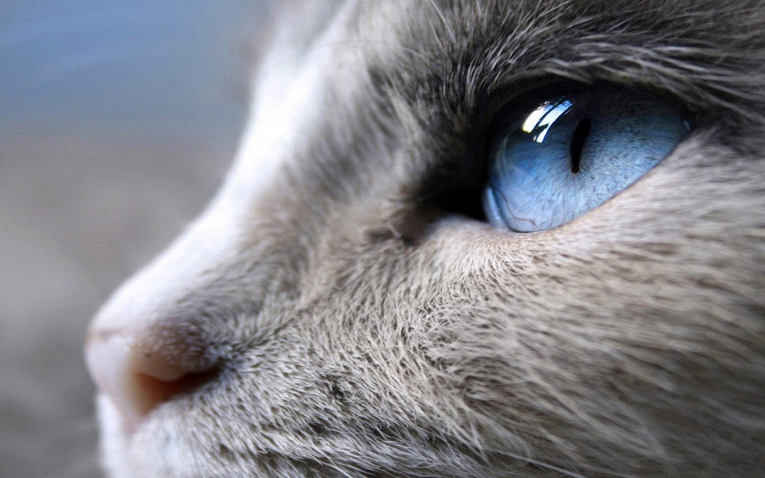 Взгляд как у кошки песня. Глаза кошки. Кошачий глаз. Кот с голубыми глазами. Серая кошка с голубыми глазами.