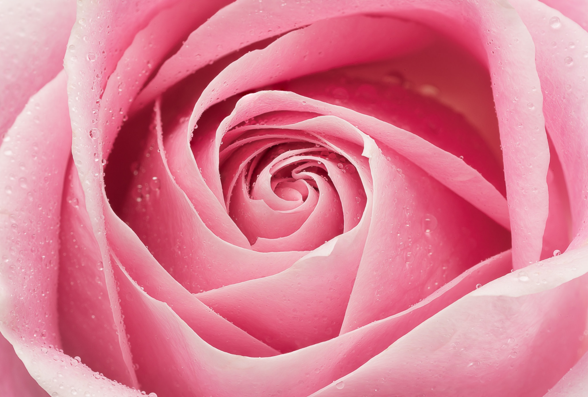 Розые розы. Розовые розы. Розы розового цвета. Нежные розовые розы.