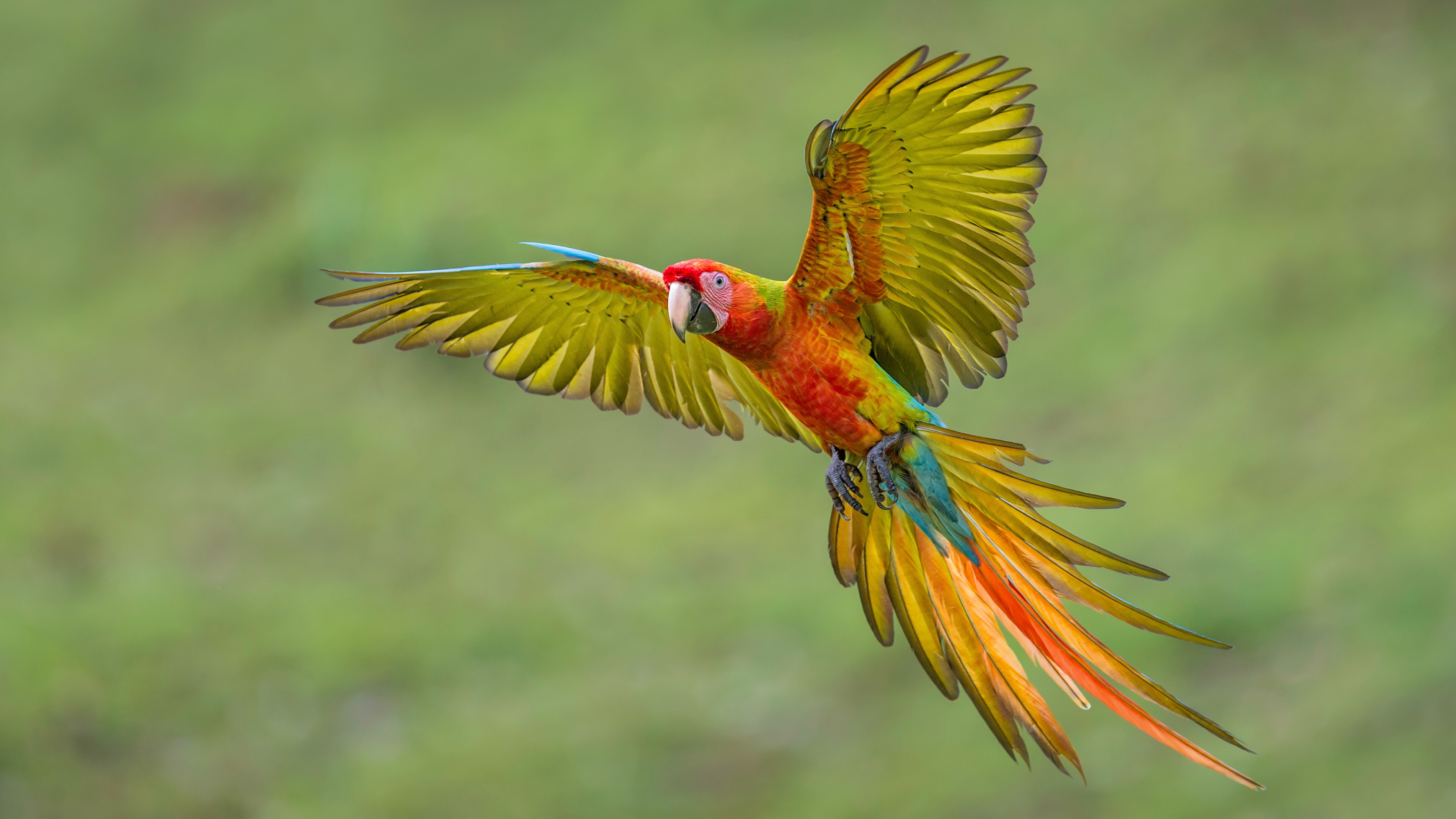 Desktop Backgrounds Macaw 