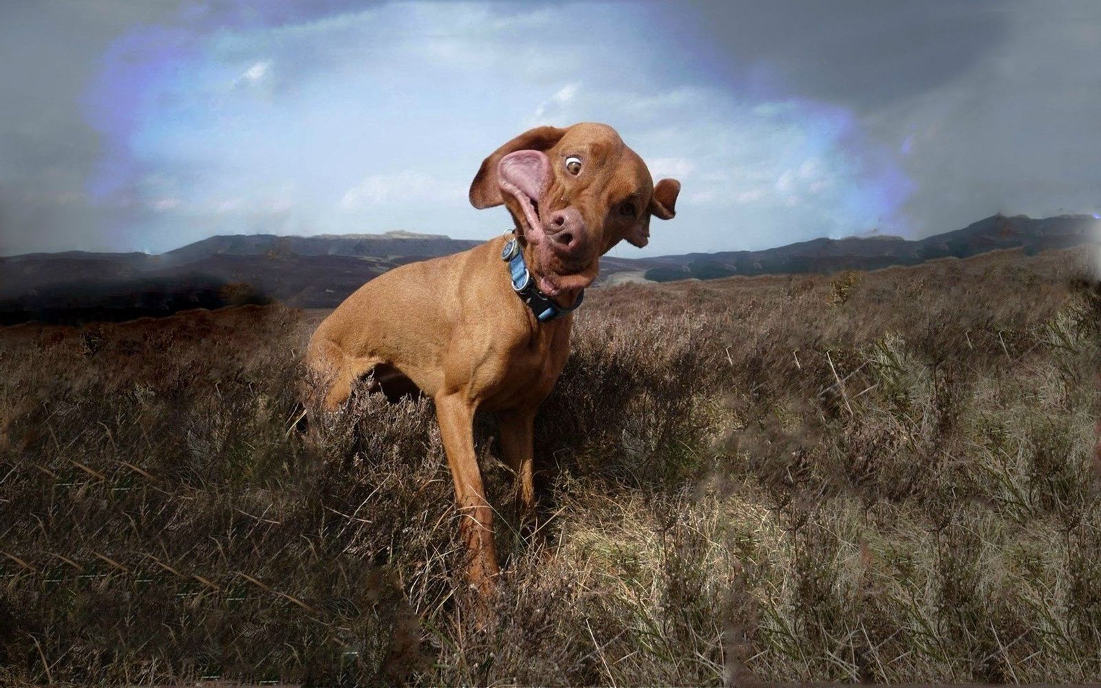 Fox Vizsla