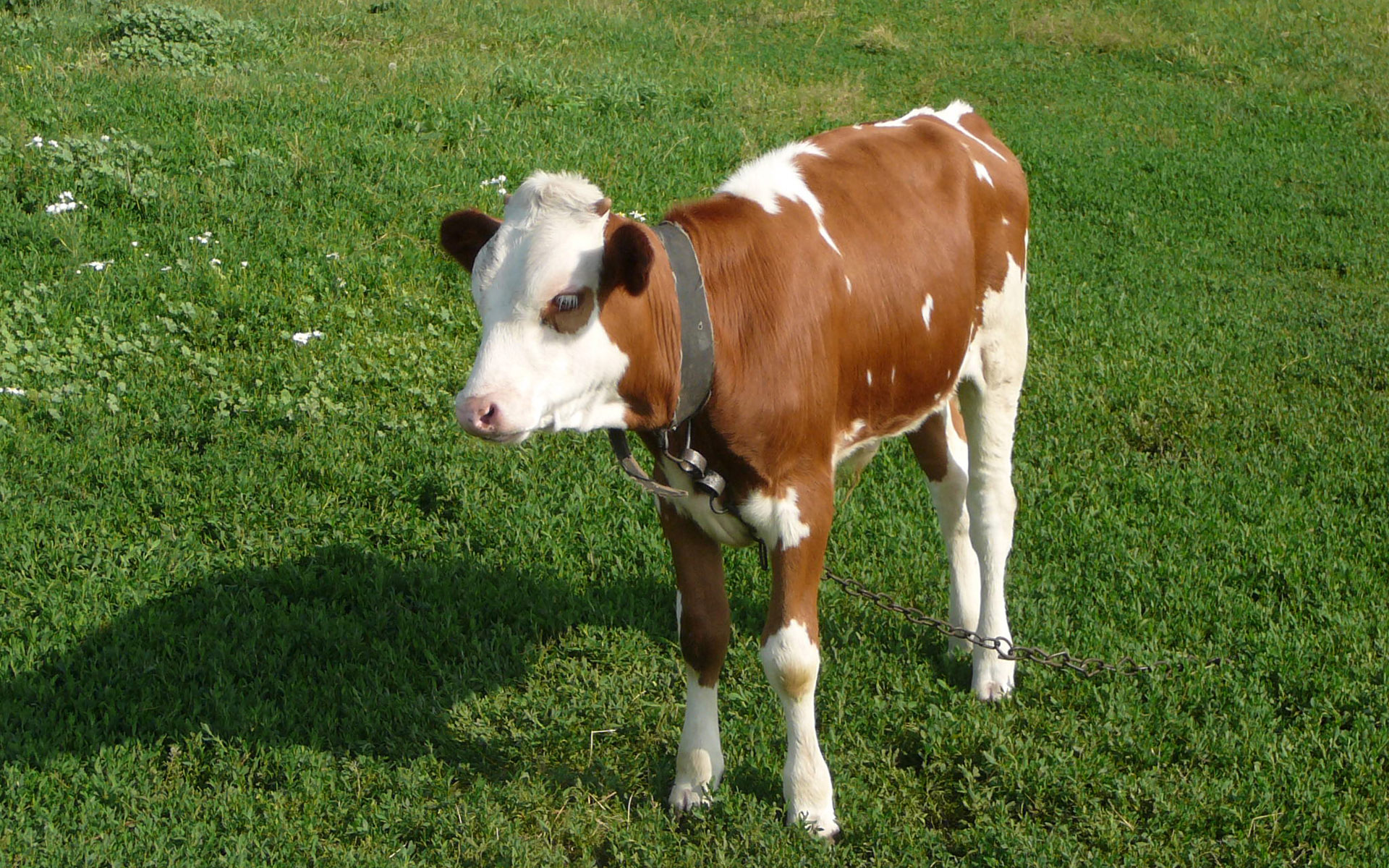 animal, cow HD wallpaper