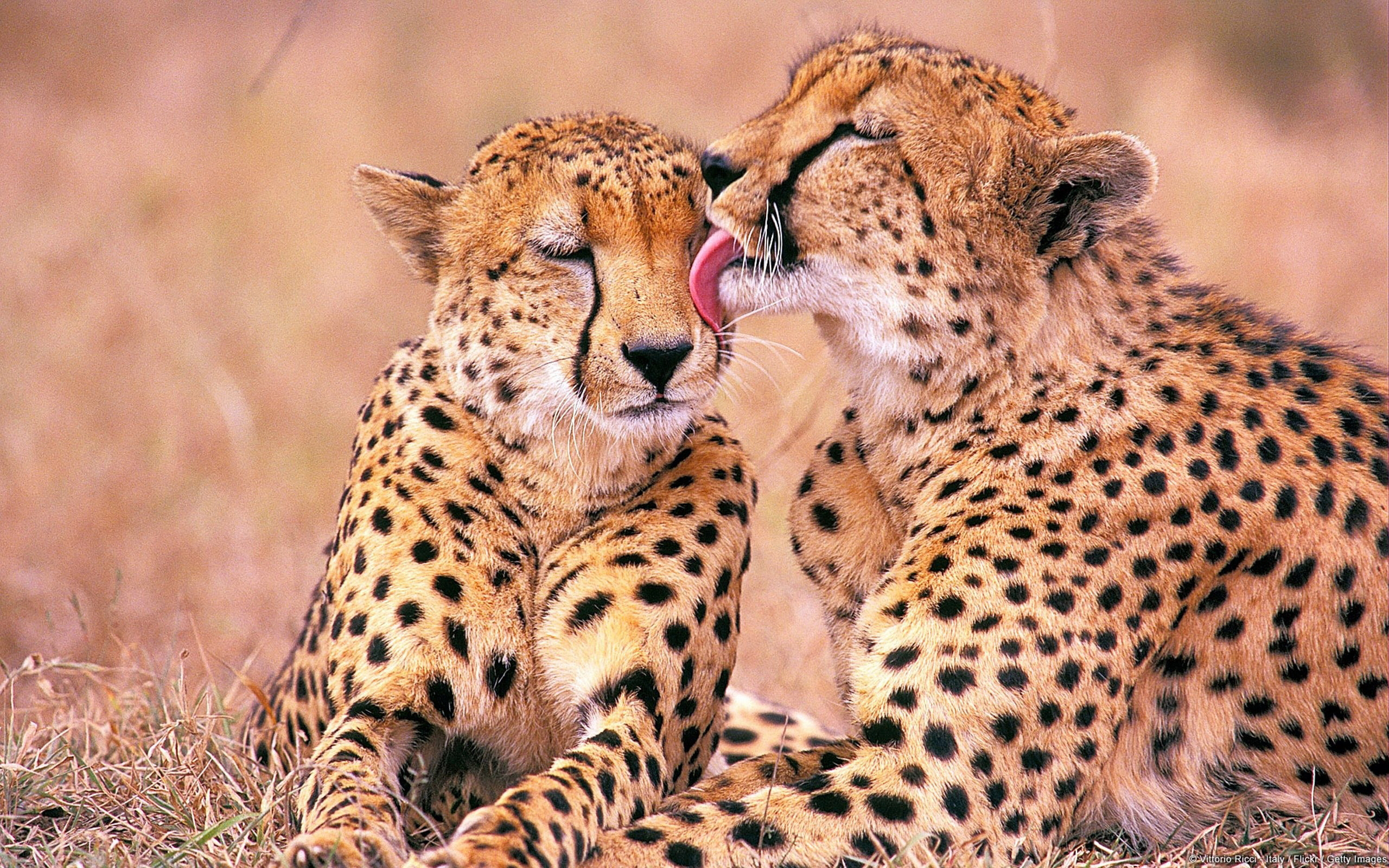 43838 скачать обои ягуар (jaguar), оранжевые, животные - заставки и картинки бесплатно