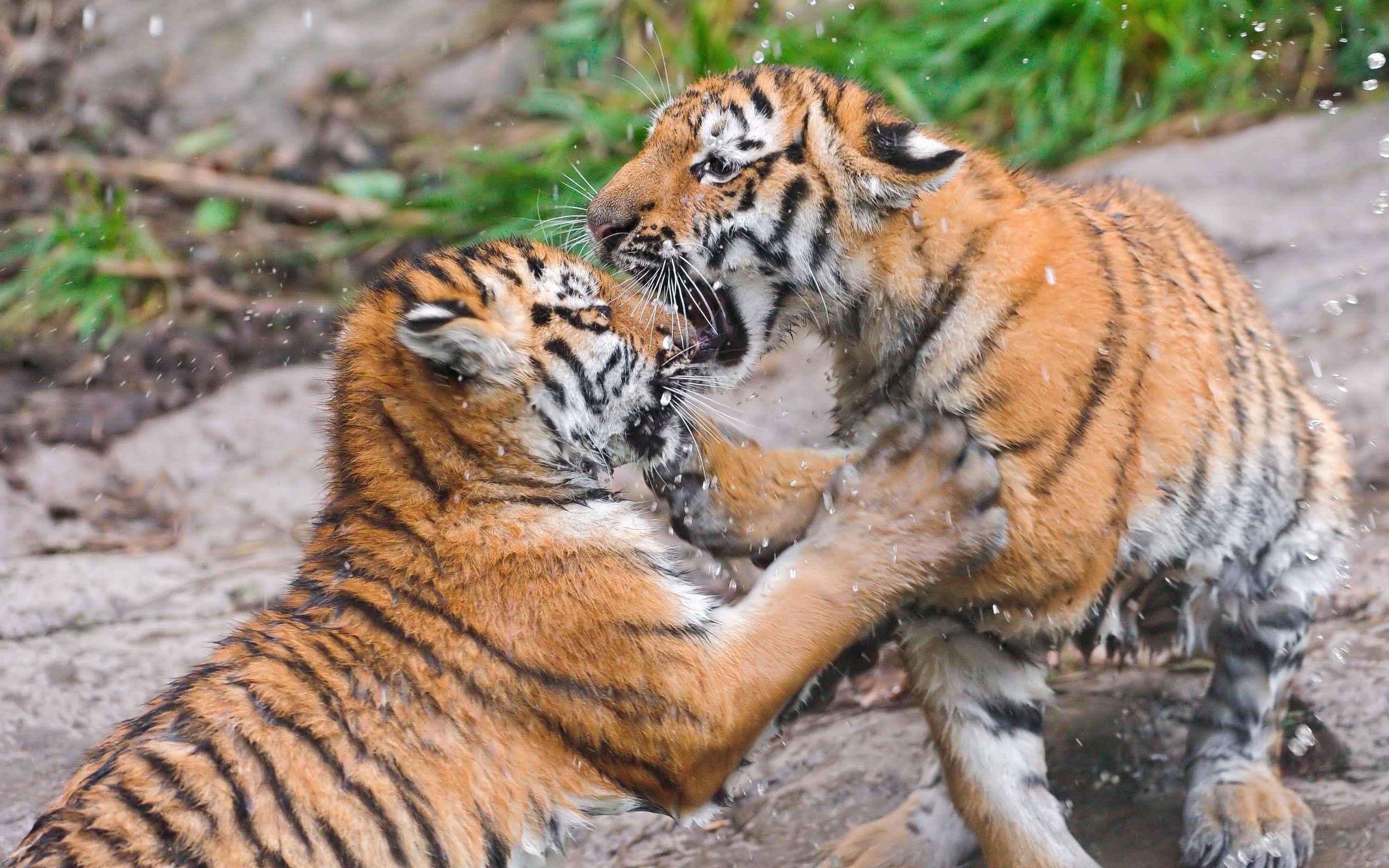 tigers, fight, animals, couple, pair