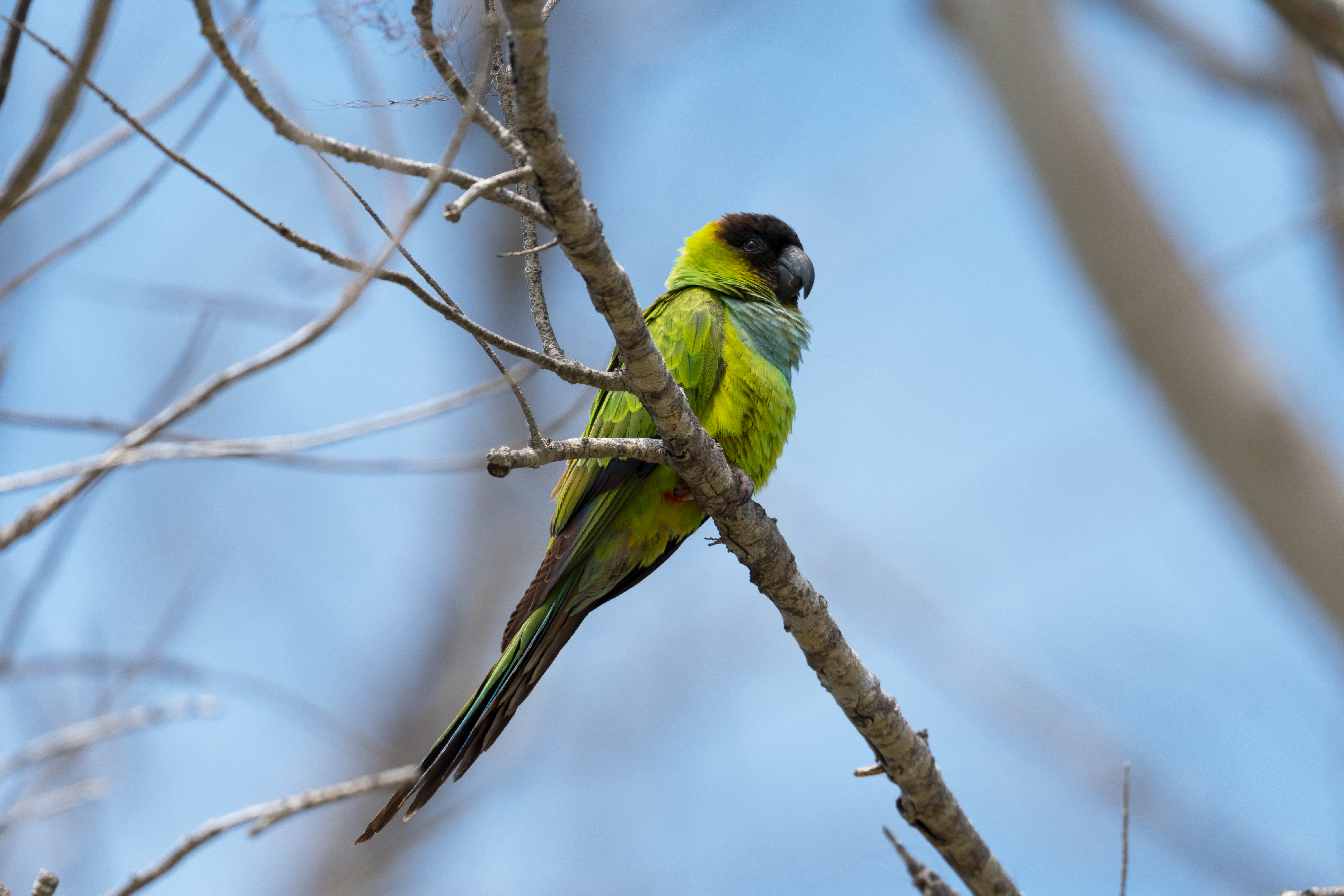 Download PC Wallpaper bird, animals, parrots, green, branch, parrot, black headed parrot