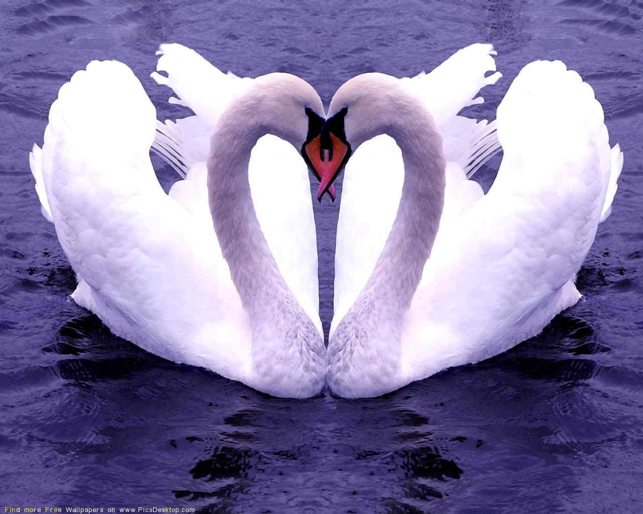 617 скачать обои животные, птицы, лебеди, сердца, синие, день святого валентина (valentine's day), любовь - заставки и картинки бесплатно