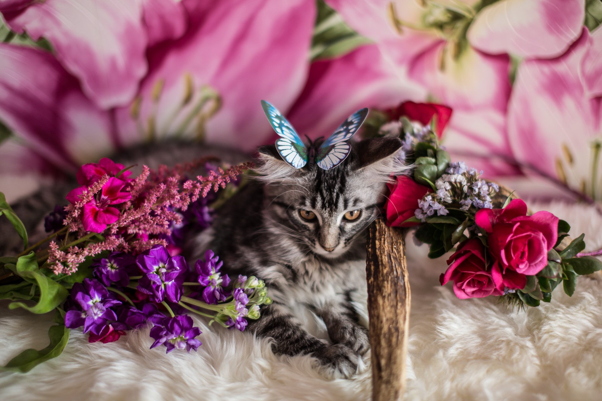 Кошечка с цветочком