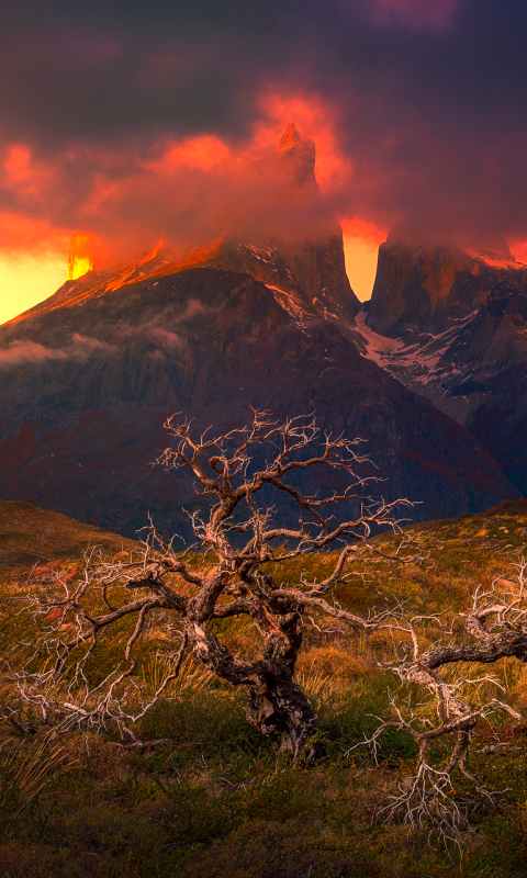 1141942 Hintergrundbild herunterladen erde/natur, nationalpark torres del paine, chile, baum, einsamer baum, patagonien, berg, gebirge, berge - Bildschirmschoner und Bilder kostenlos