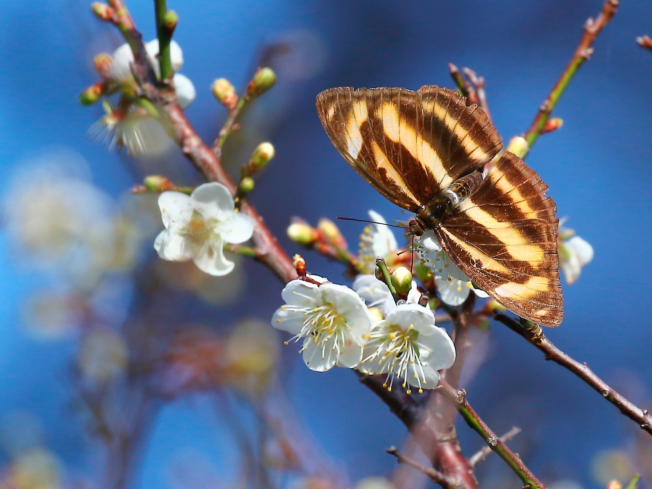 Увидеть бабочку весной. Природа весной. Бабочки. Весенние бабочки.
