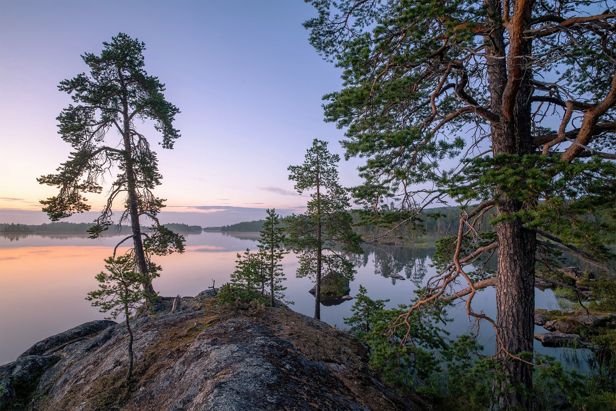 finland, pine tree, earth, lake phone wallpaper