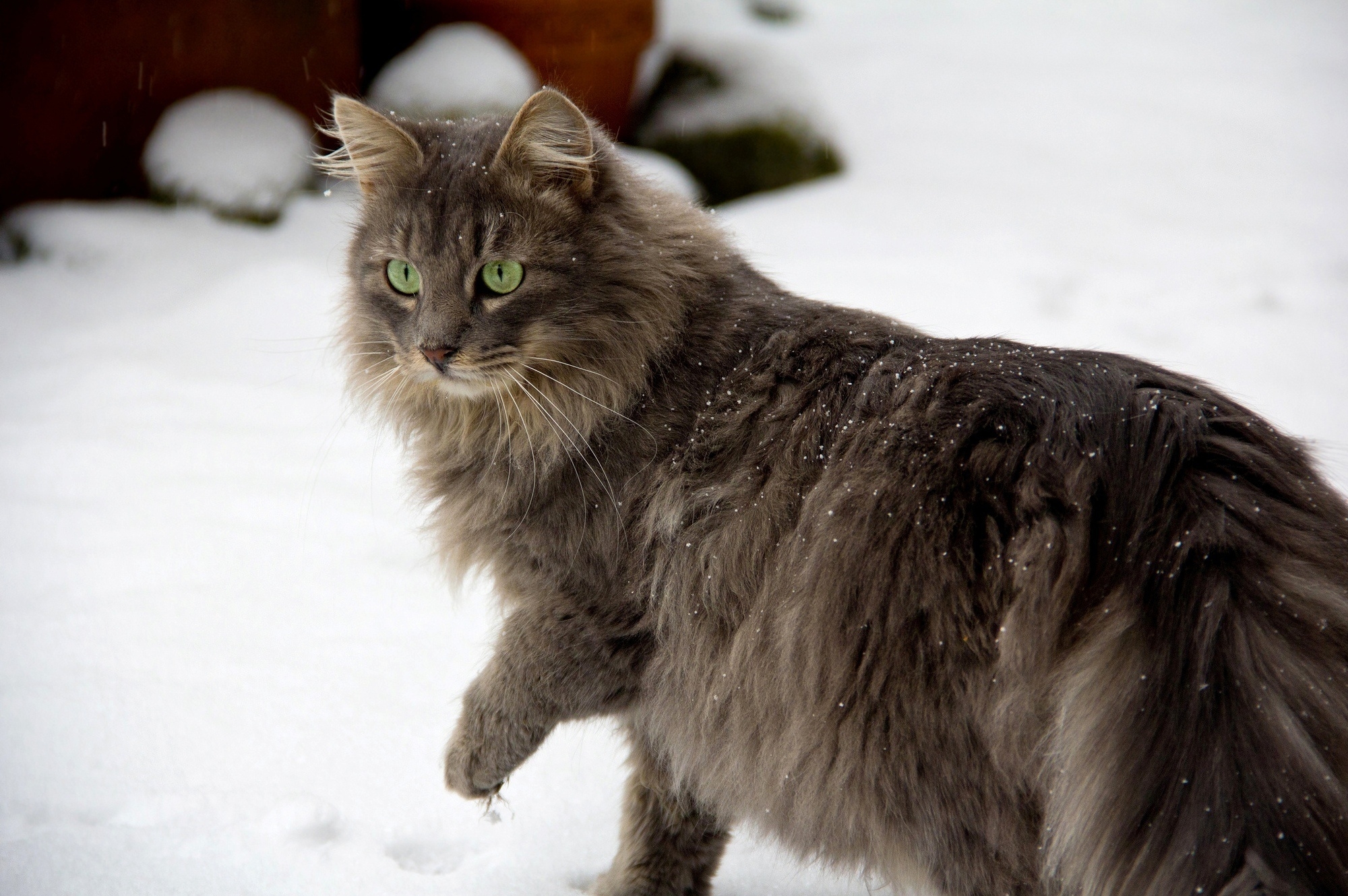 Норвежская Лесная кошка короткошерстная