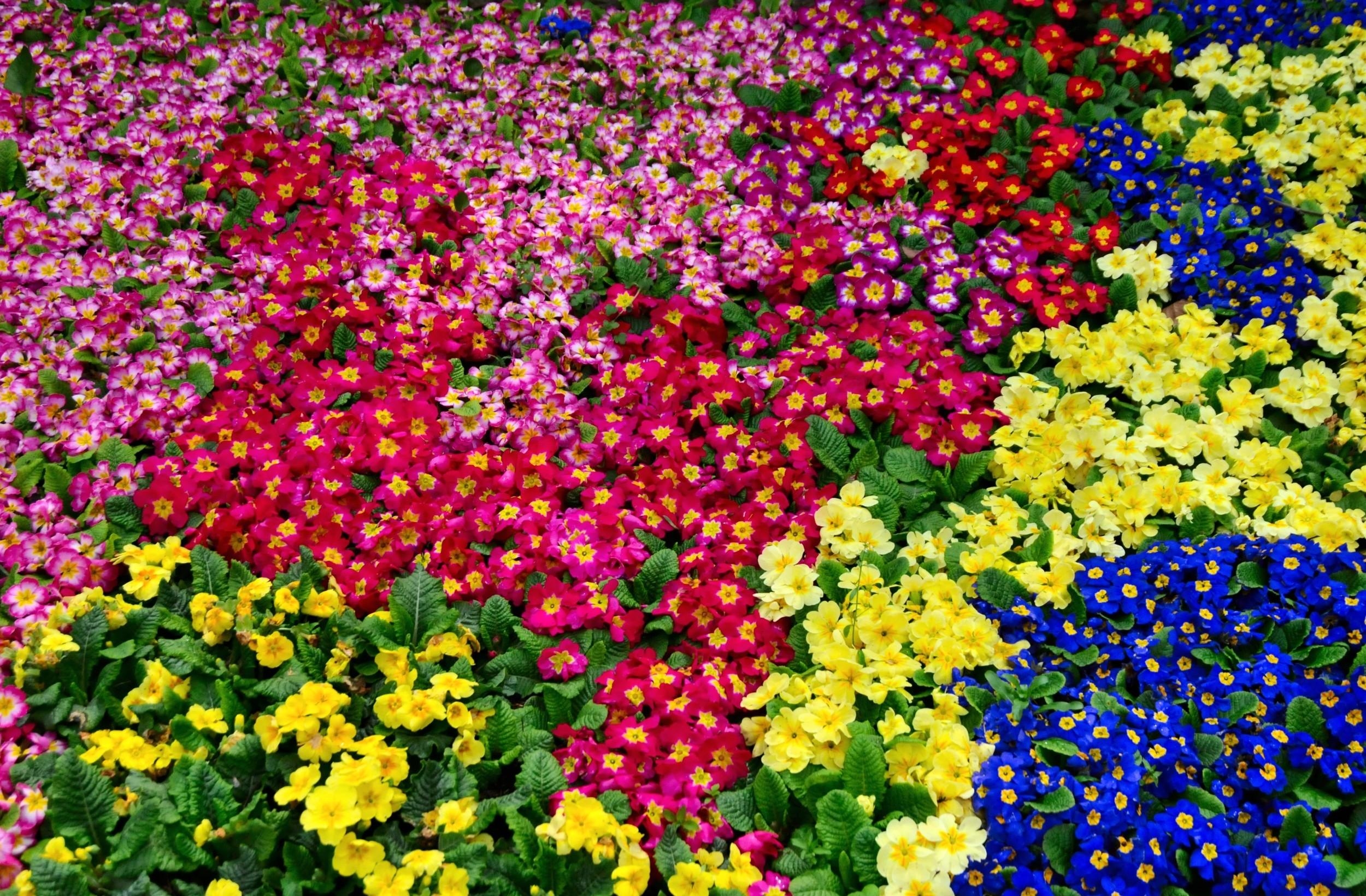 Baixe gratuitamente a imagem Flores, Brilhante, Colorido, Muitos, Muito, Primavera, Prímula na área de trabalho do seu PC