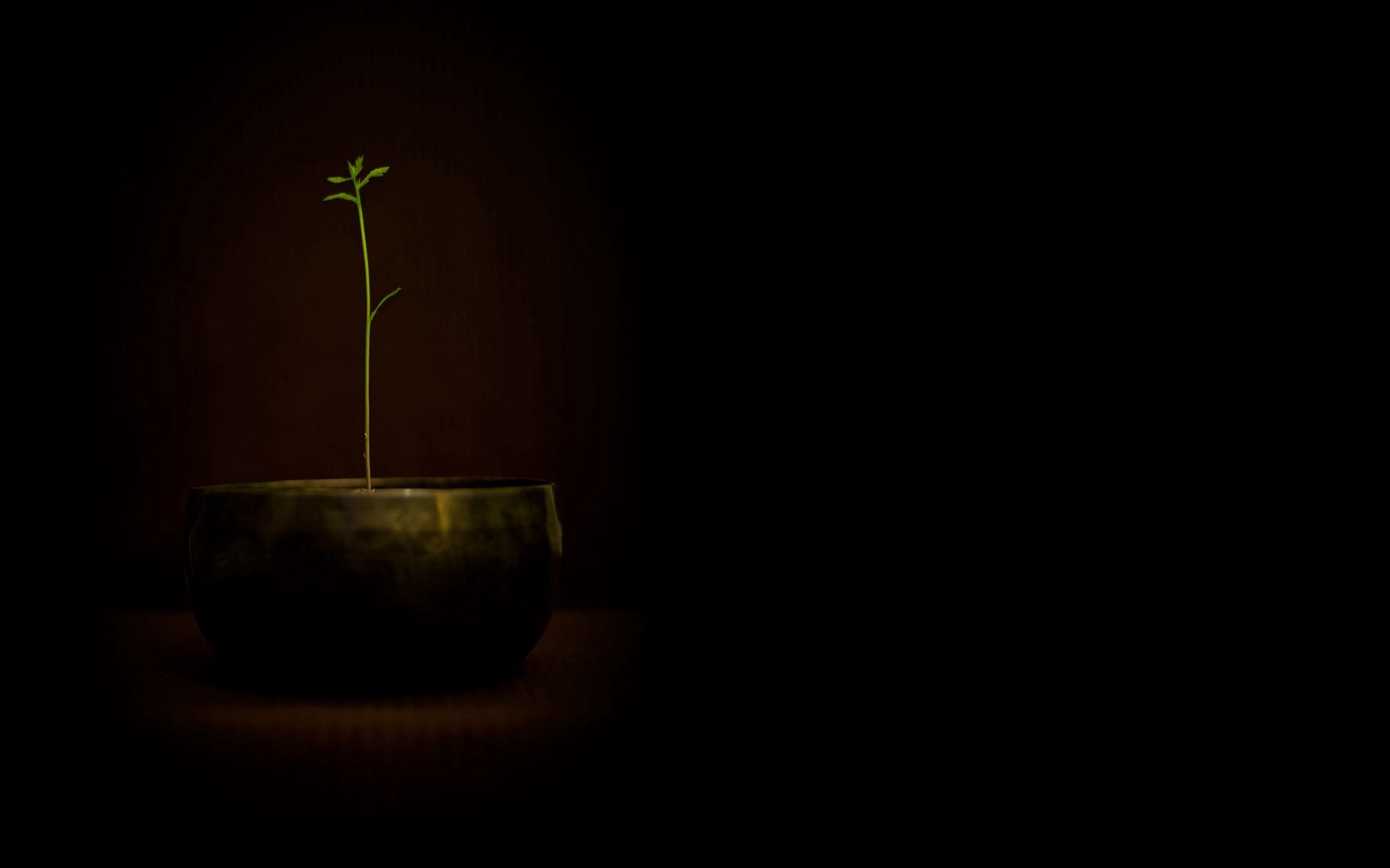 Laden Sie das Pflanze, Topf, Sprießen, Minimalismus-Bild kostenlos auf Ihren PC-Desktop herunter