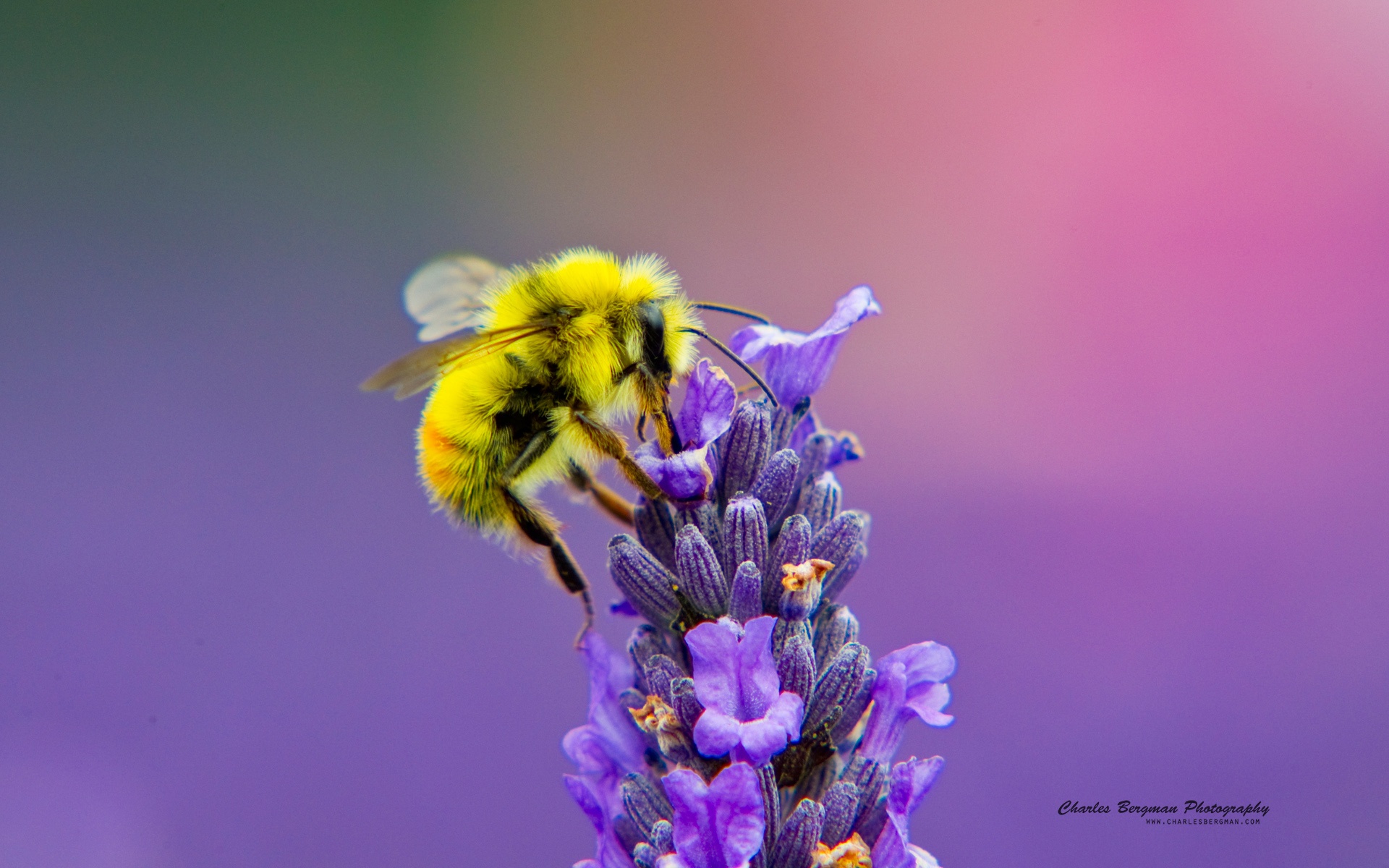 Фиолетовые Цветы Для Пчел