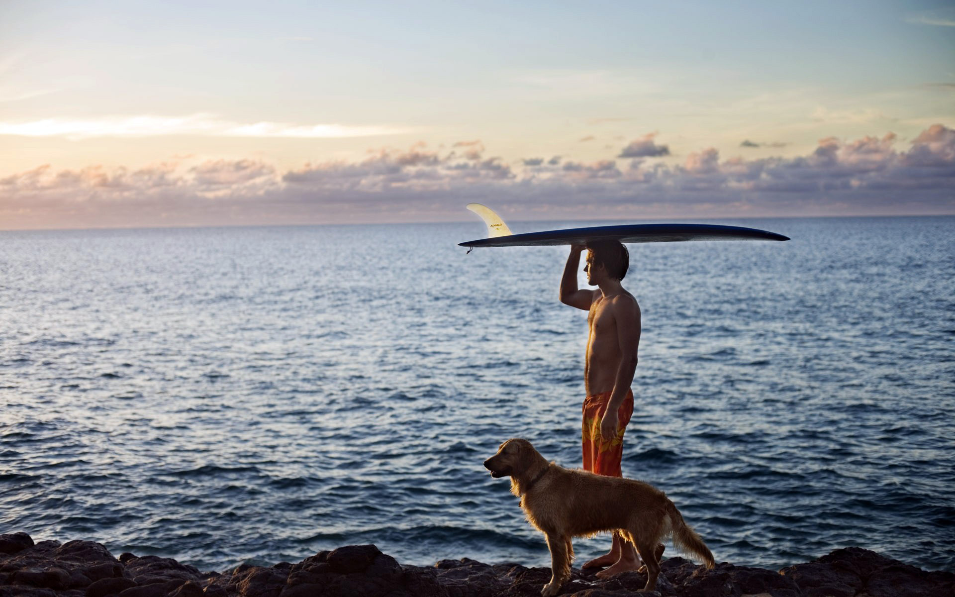 sports, surfing, dog, ocean, surfboard
