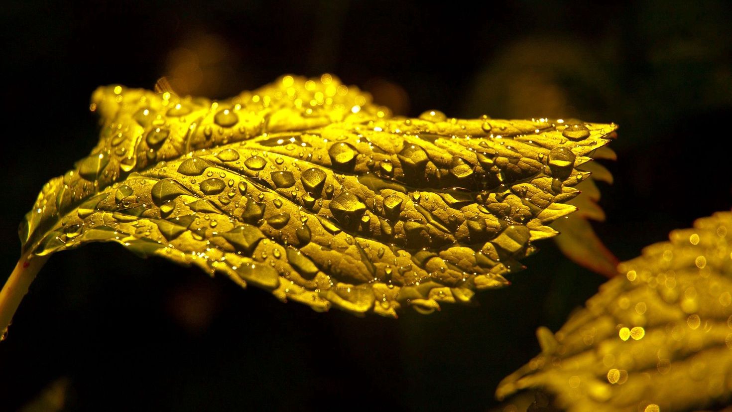 Gold leaf. Листья золотые. Лист золота. Лист макро. Золотые капли.