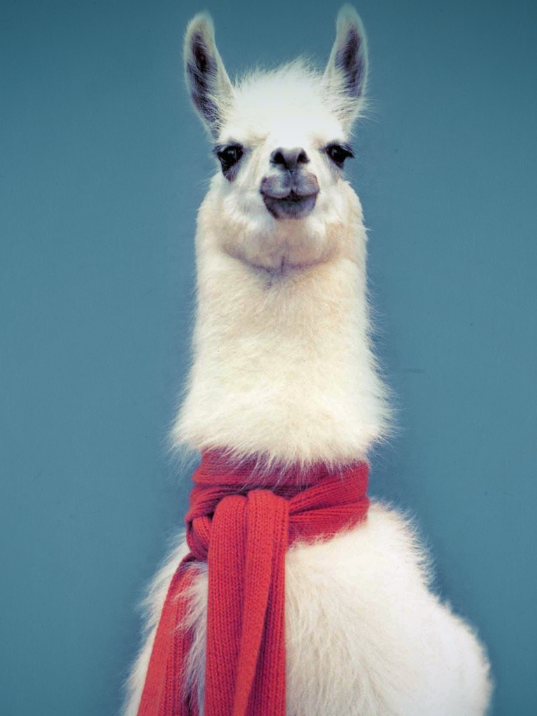 animal, llama wallpapers for tablet
