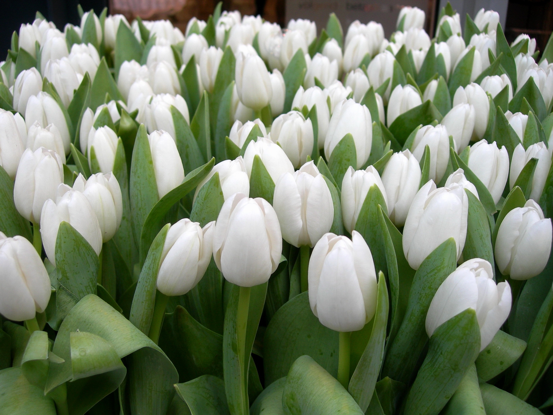 119656 скачать обои весна, тюльпаны, цветы, красота, белые, зелень - заставки и картинки бесплатно
