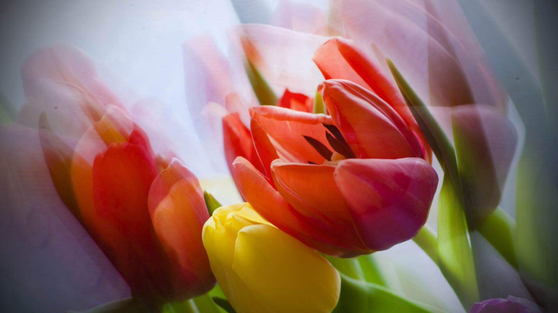 Téléchargez des papiers peints mobile Plante, Planter, Macro, Pétales, Fleur, Tulipe gratuitement.
