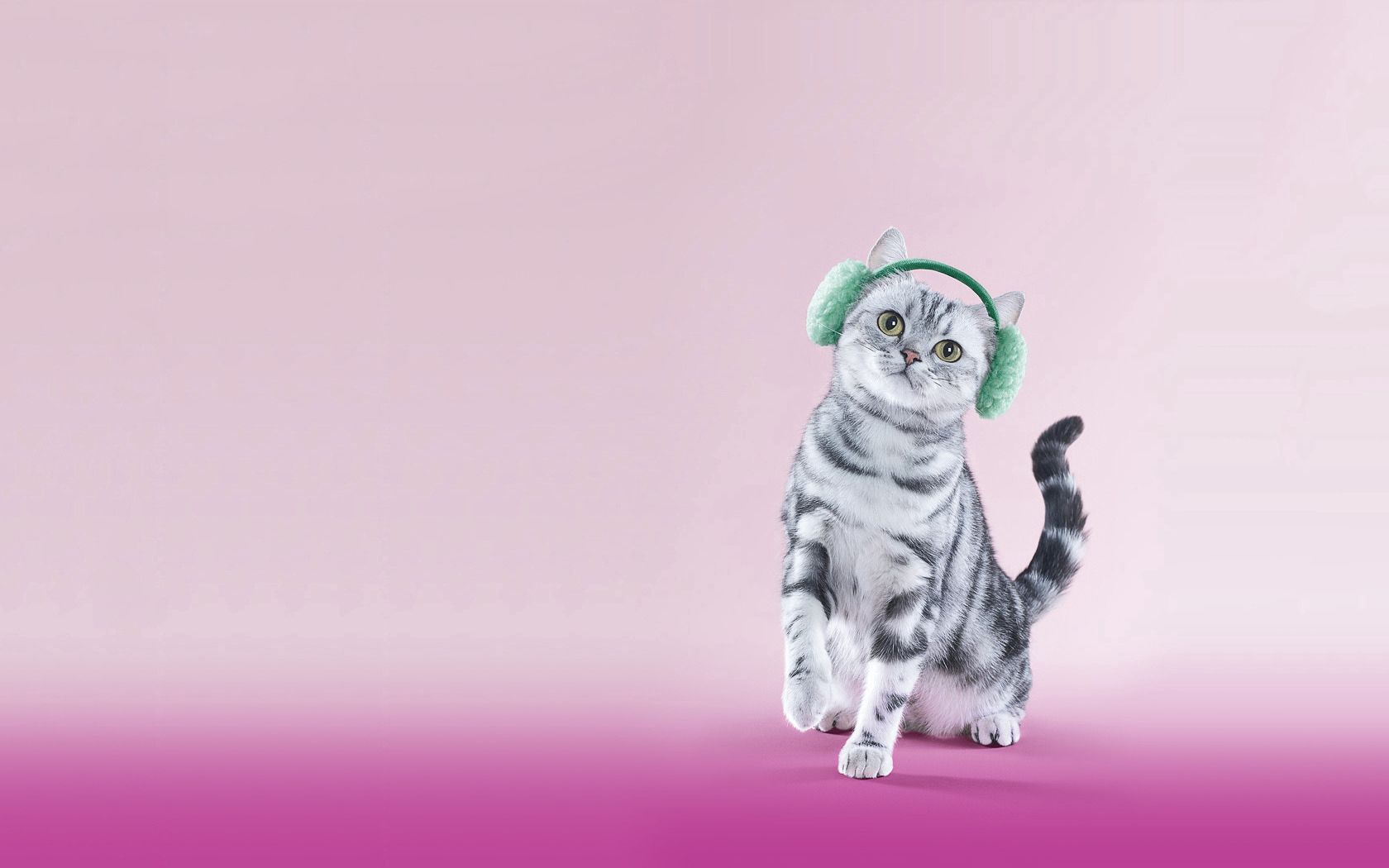 86337 descargar imagen gato, animales, lila, auriculares, gracioso: fondos de pantalla y protectores de pantalla gratis