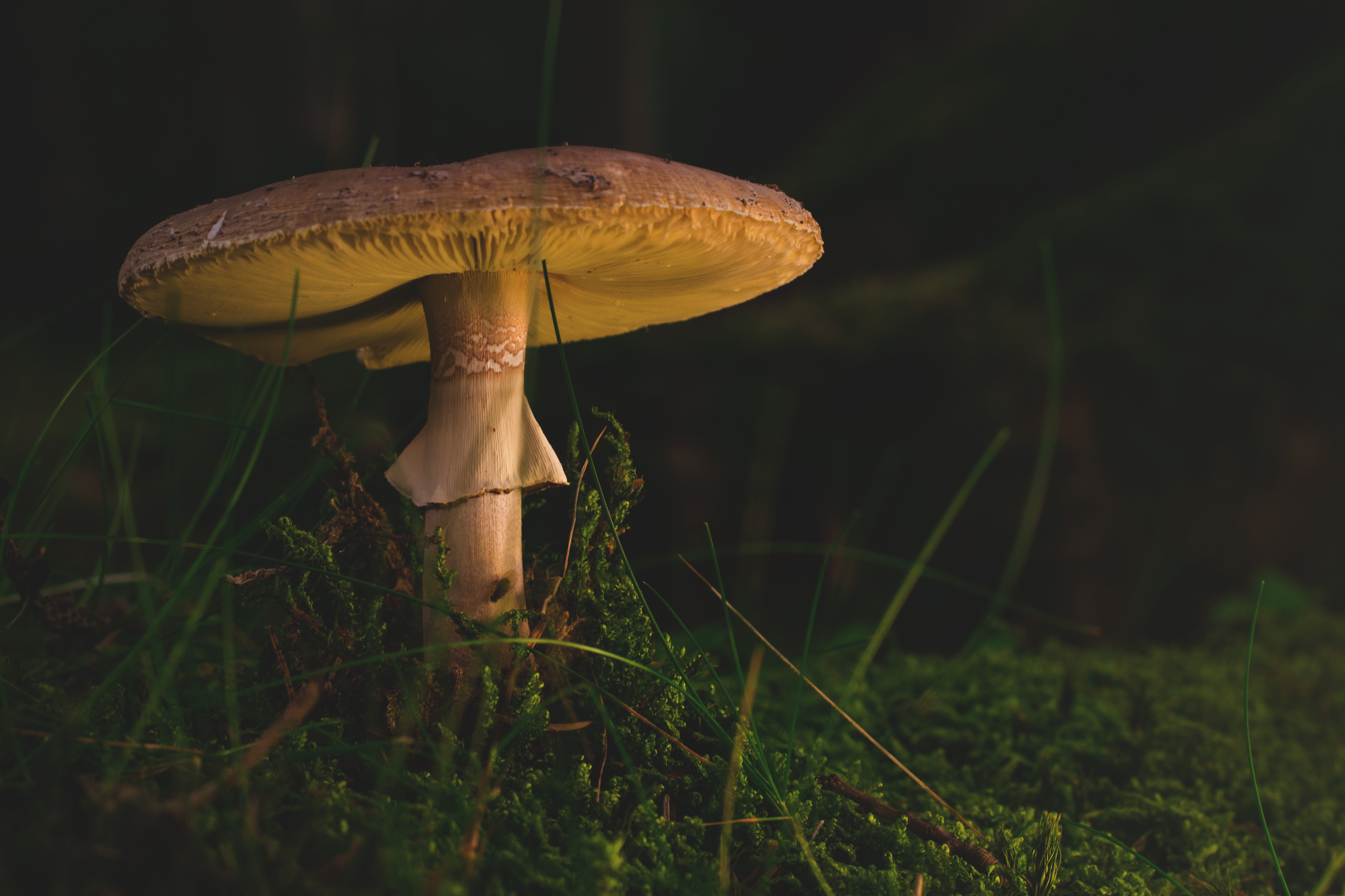 mushroom, nature, grass, fly agaric cellphone