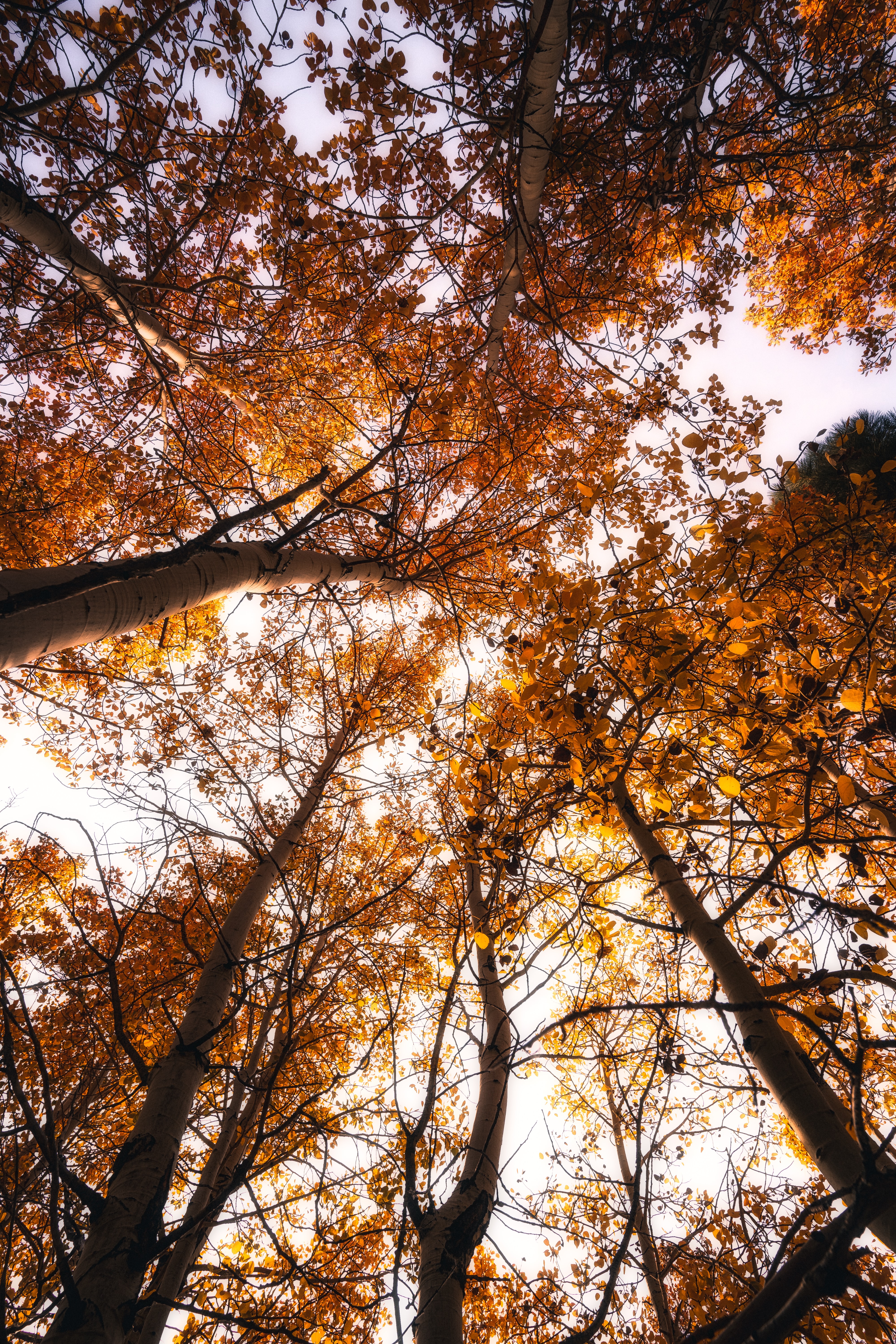 96579 скачать картинку природа, деревья, небо, осень, верхушки - обои и заставки бесплатно