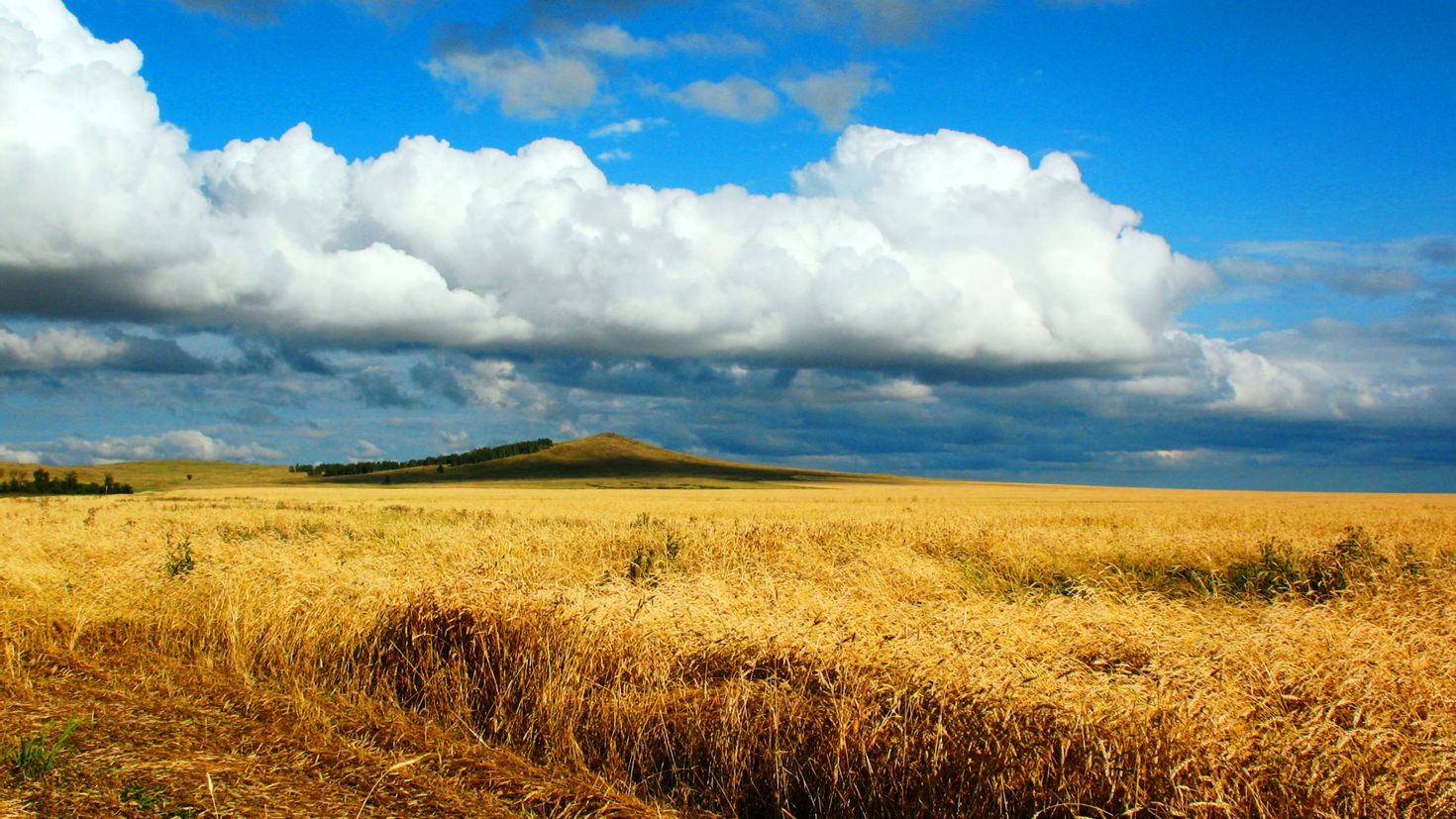 Пшеничная поле Северный Казахстан