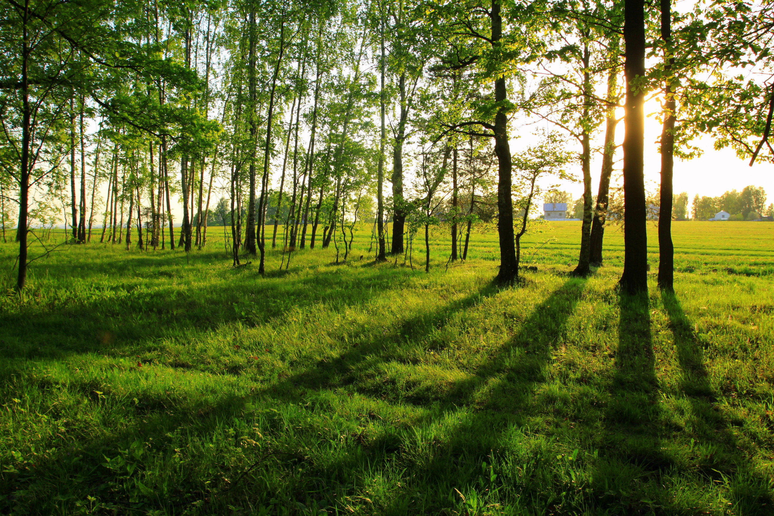 Forest background. Опушка леса. Летний лес. Летом в лесу. Летний пейзаж.