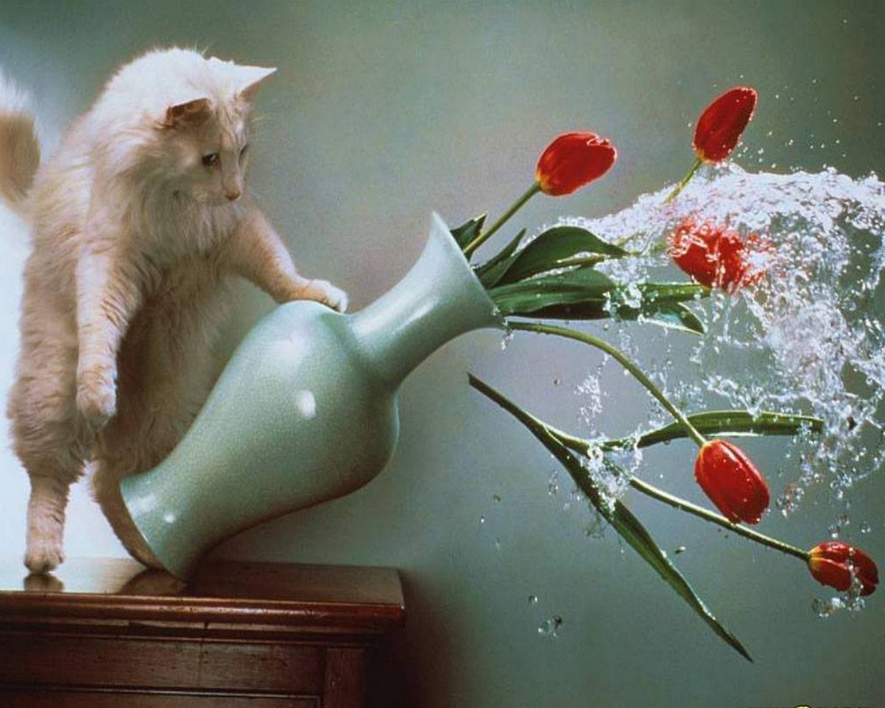 Кот разбил вазу