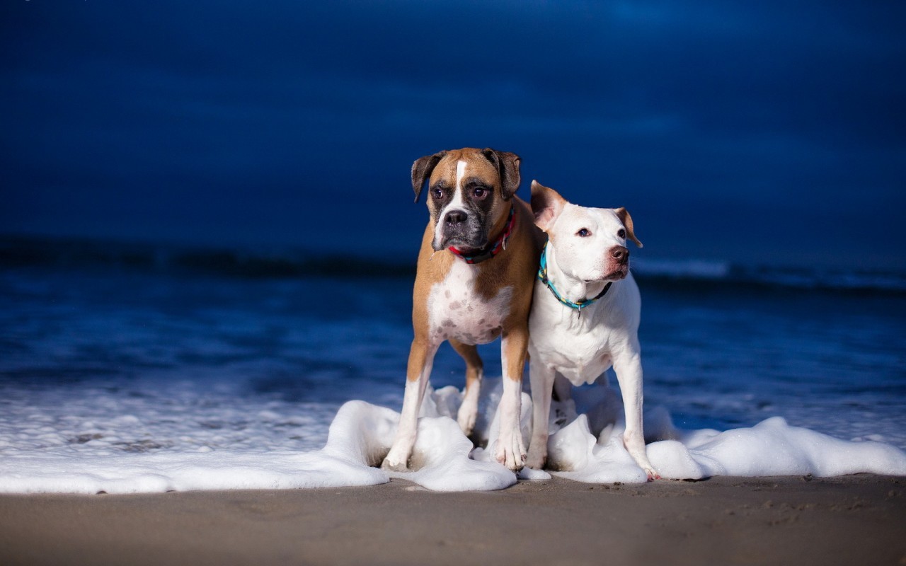Handy-Wallpaper Tiere, Sea, Hunde kostenlos herunterladen.