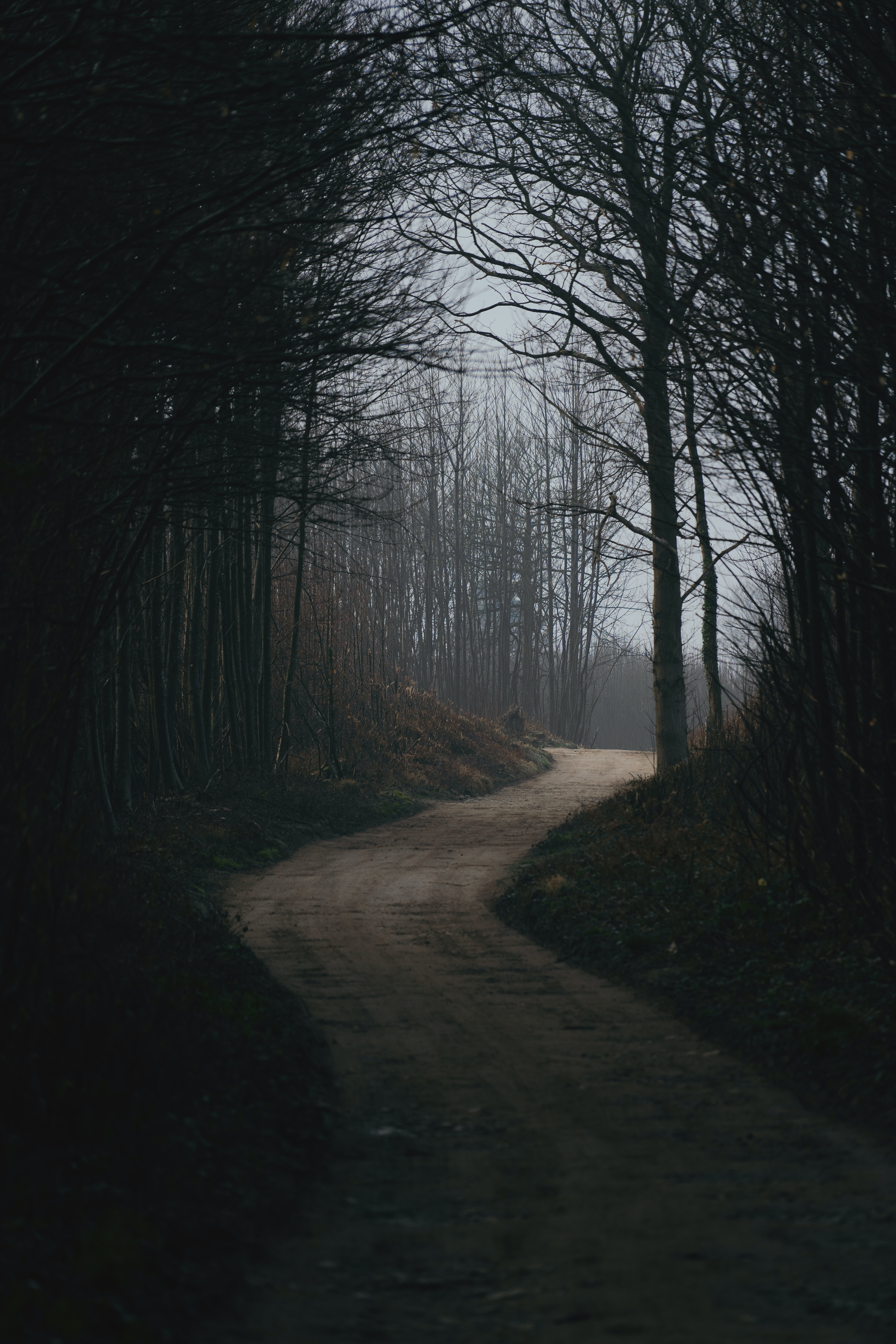 Free download wallpaper Nature, Turn, Trees, Road, Forest, Dark on your PC desktop