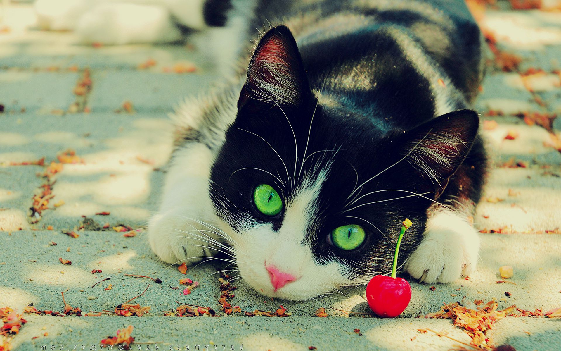 Download mobile wallpaper Spotted, Beautiful, Spotty, Cat, Animals, Eyes, Cherry for free.