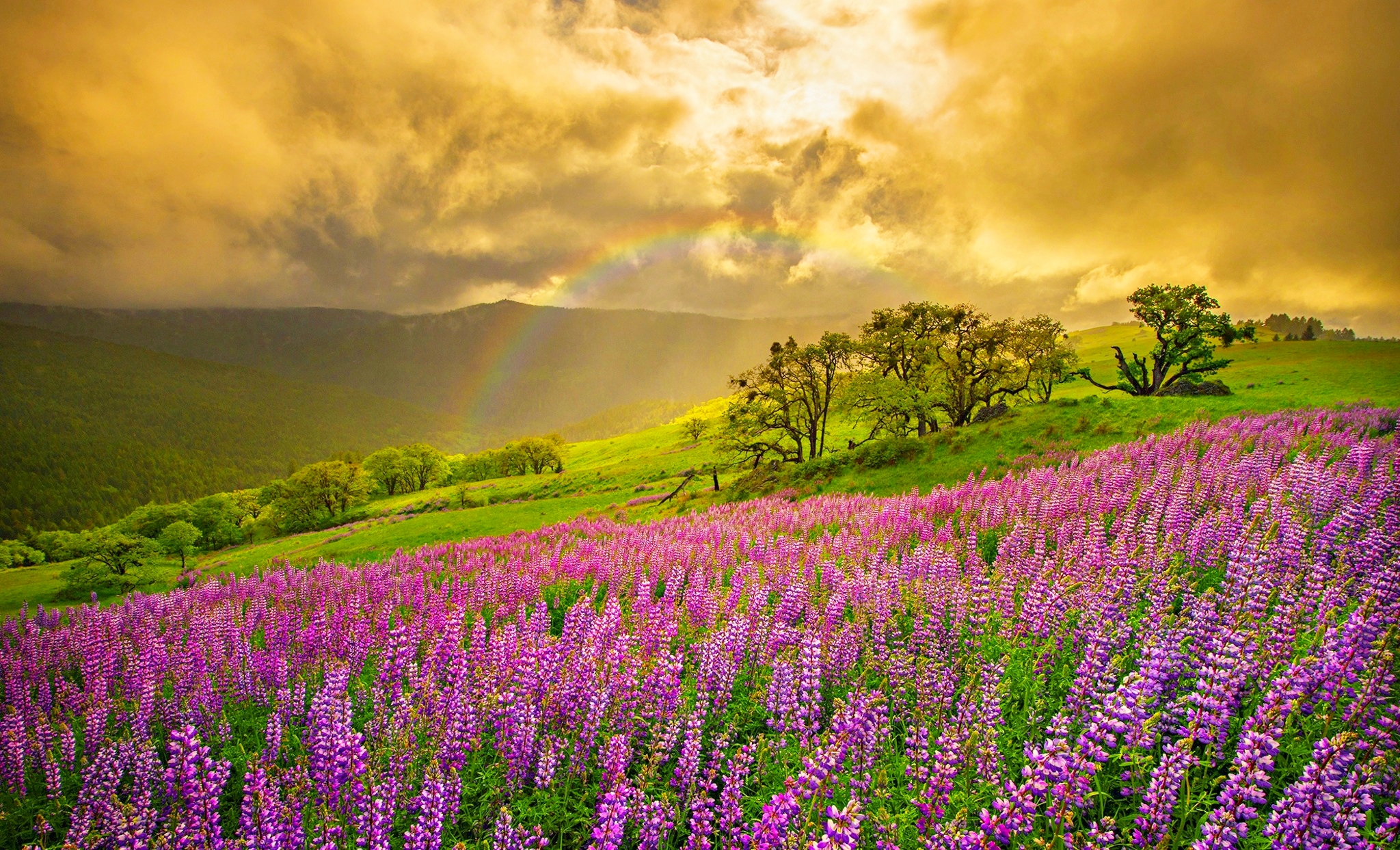 rainbow, earth, cloud, field, flower, landscape, lupine, purple flower, spring, sunset, tree