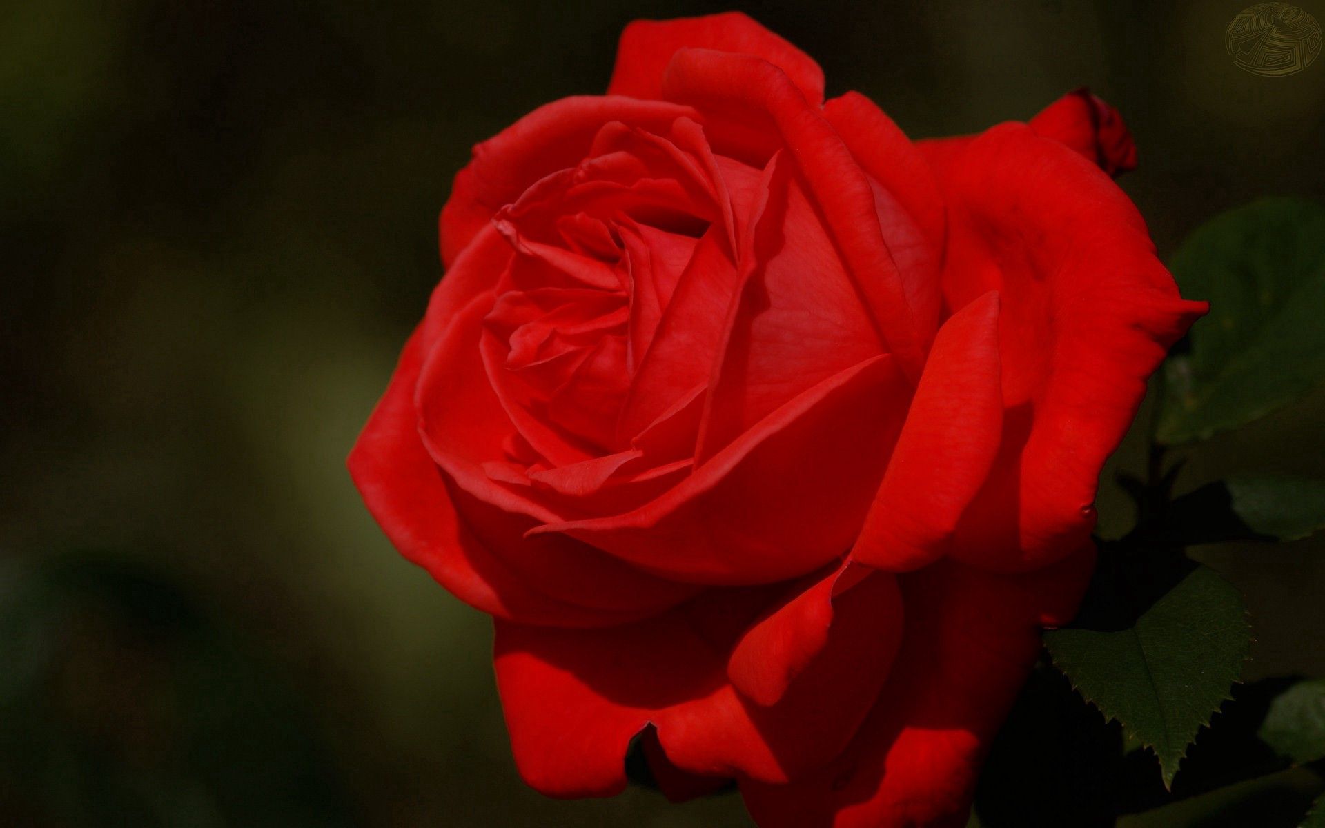 Téléchargez des papiers peints mobile Fleur, Macro, Pétales, Une Rose, Fond Sombre, Arrière Plan Sombre, Rose gratuitement.