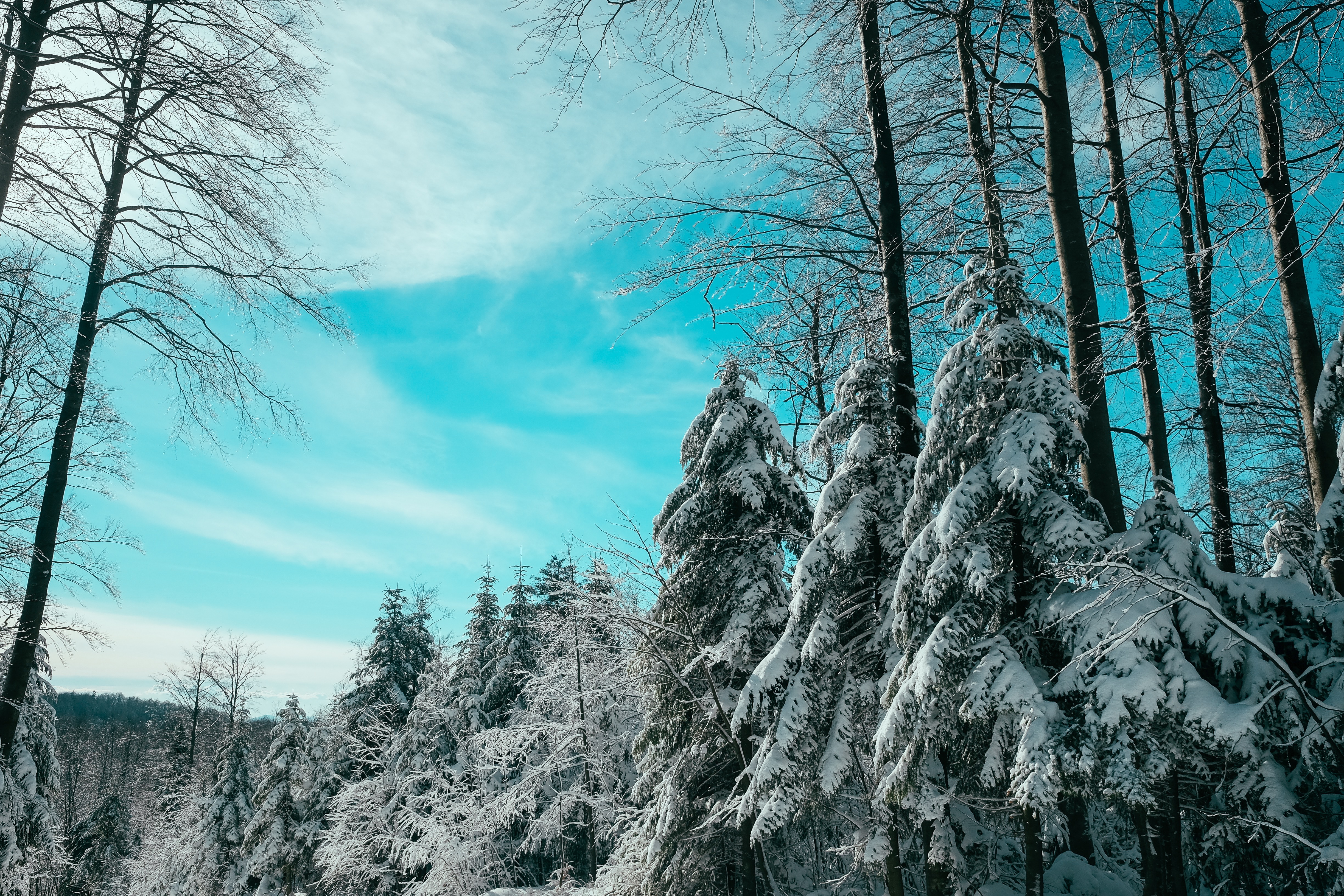 Handy-Wallpaper Aßen, Aß, Winter, Natur, Sky, Wald kostenlos herunterladen.