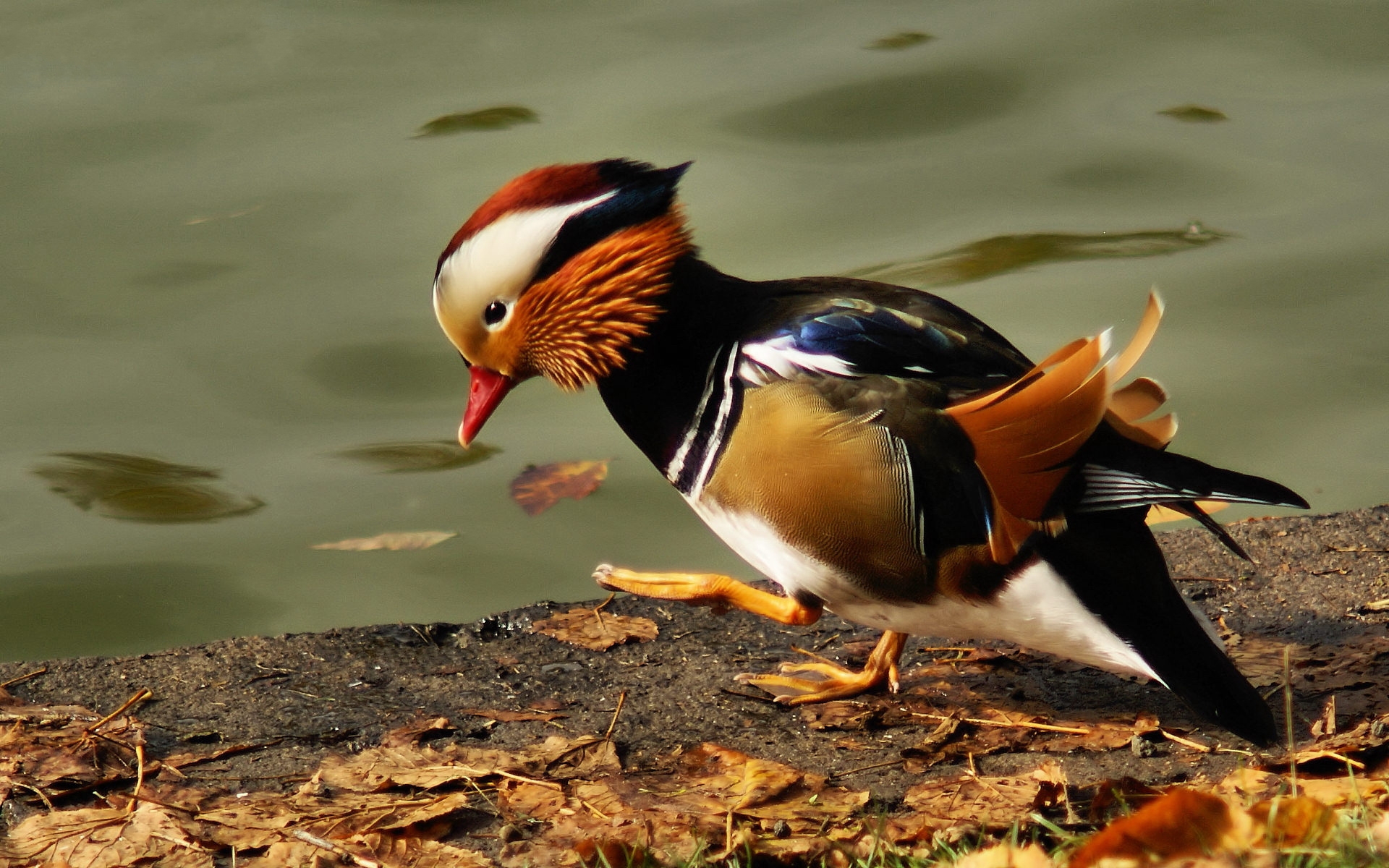 birds, animal, mandarin duck