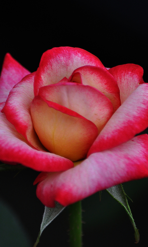 Download mobile wallpaper Flowers, Flower, Rose, Close Up, Earth, Stem, Pink Rose for free.