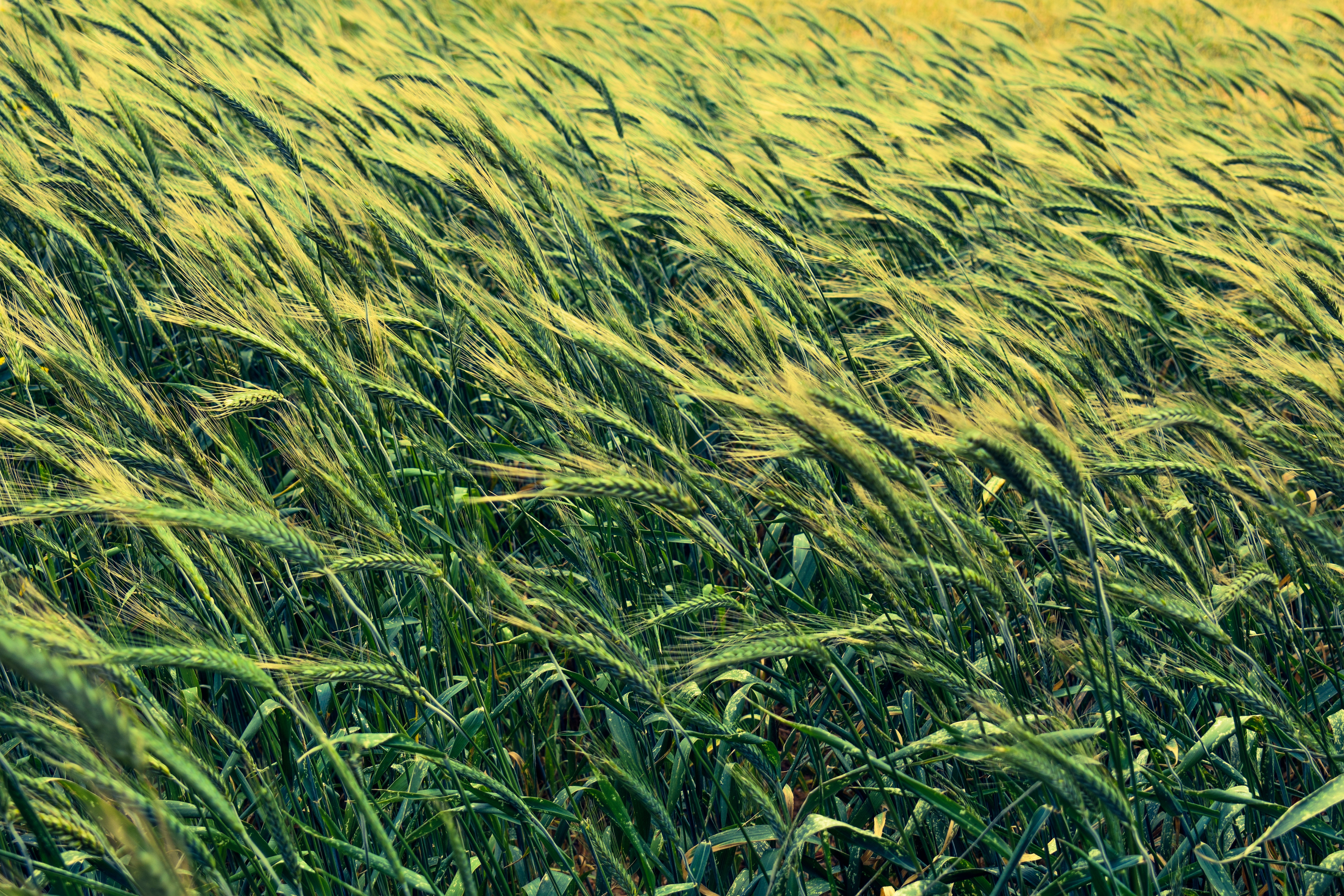 cereals, nature, field, barley